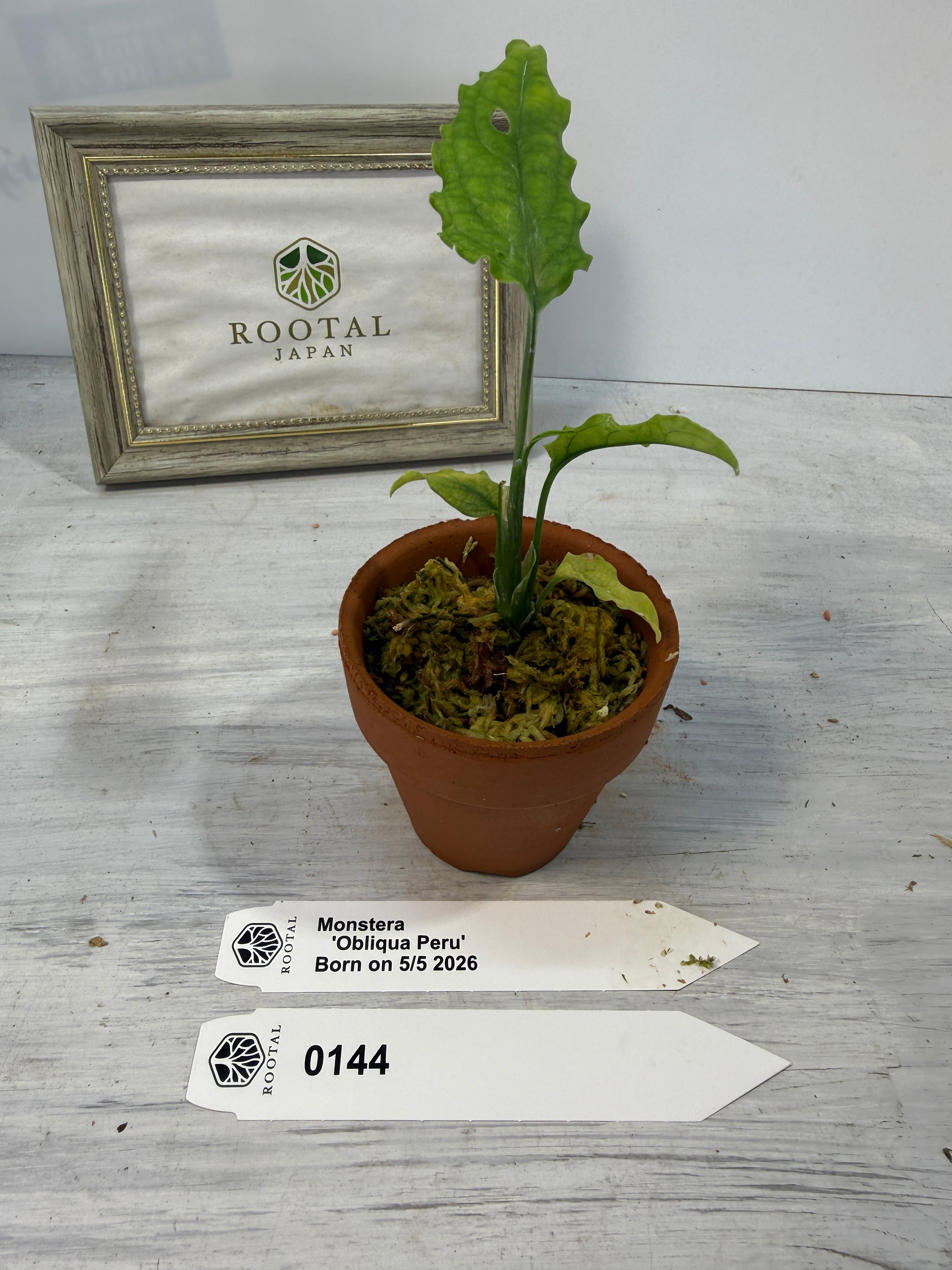 モンステラ | ROOTALPLANTS