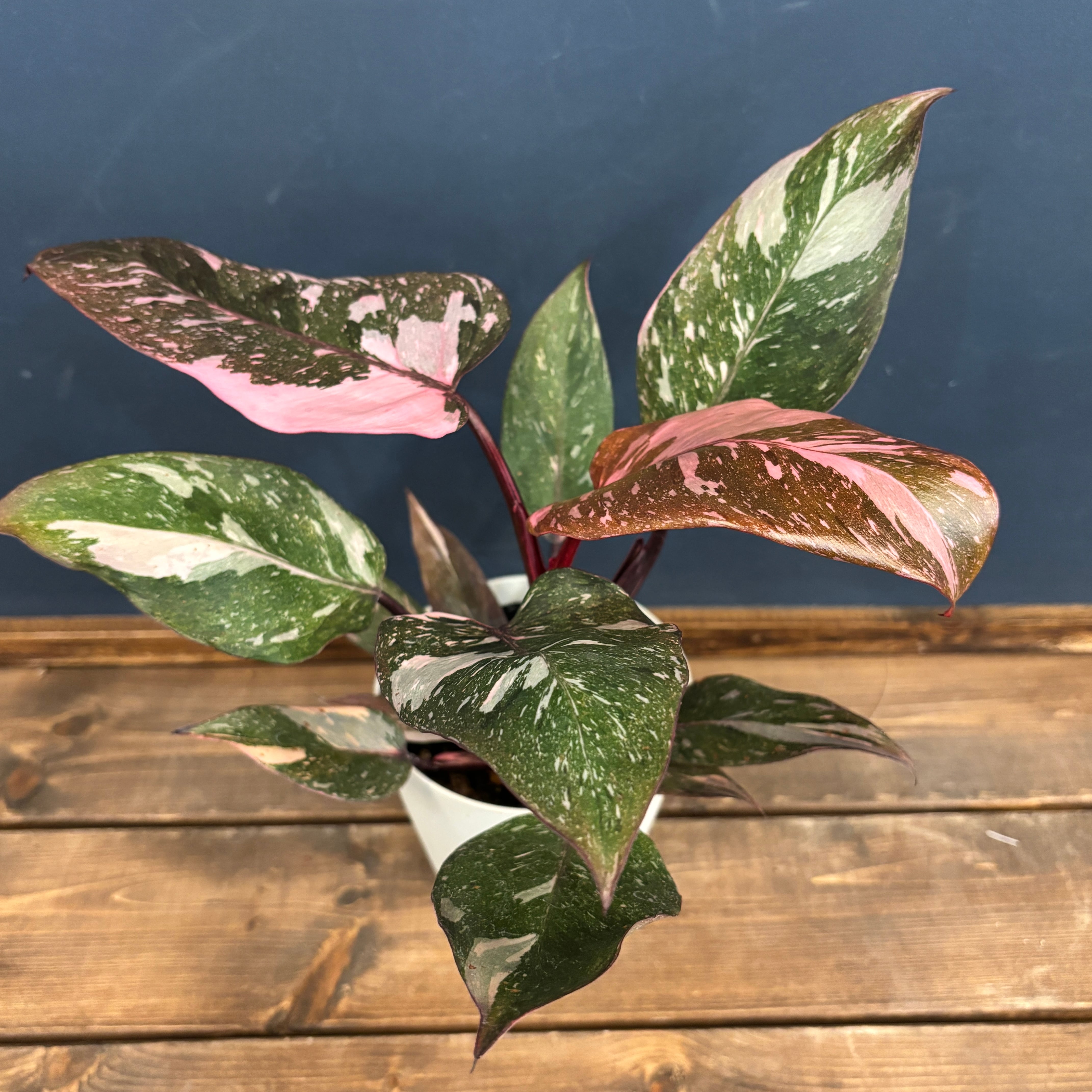 フィロデンドロン ピンクプリンセス ギャラクシー【899