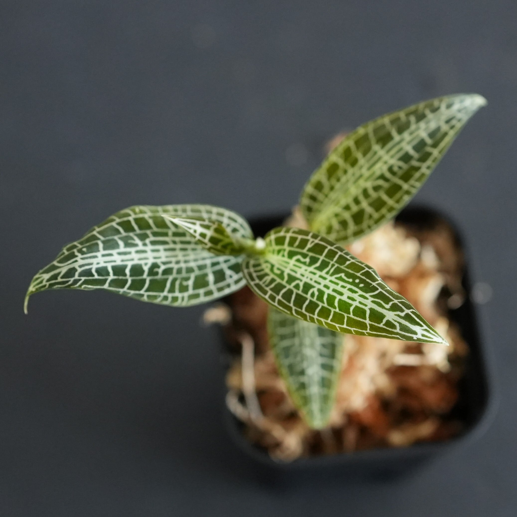ジュエルオーキッド　宝石蘭 ◇現品◇Goodyera hispida【ジュエルオーキッド宝石蘭／B&L】#946 | 苔