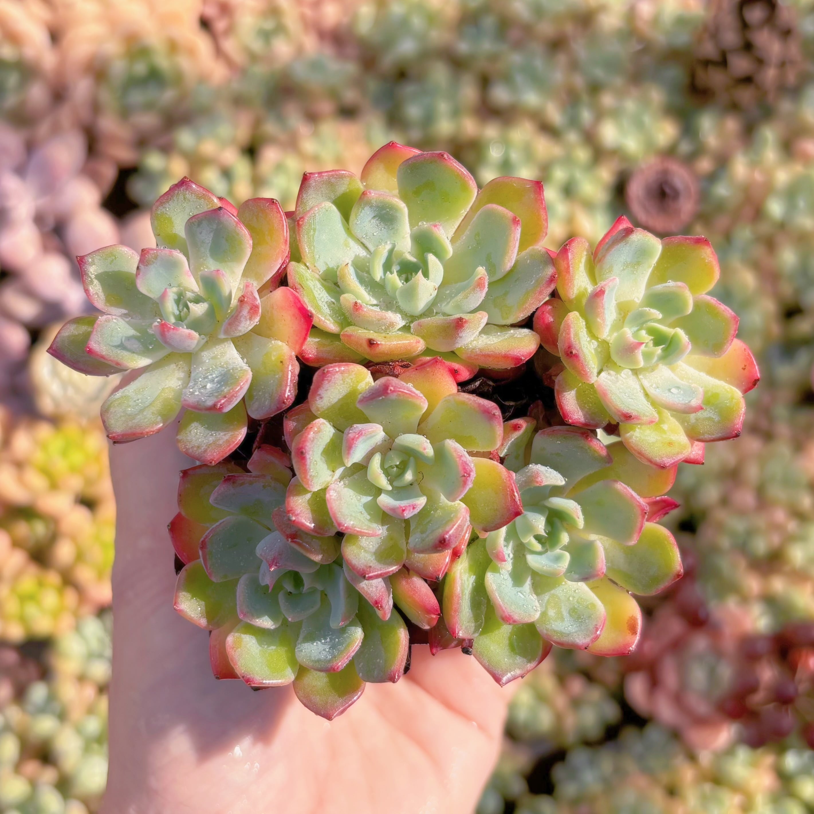 多肉植物　Nanahukumini　群生　新入荷　るる農園