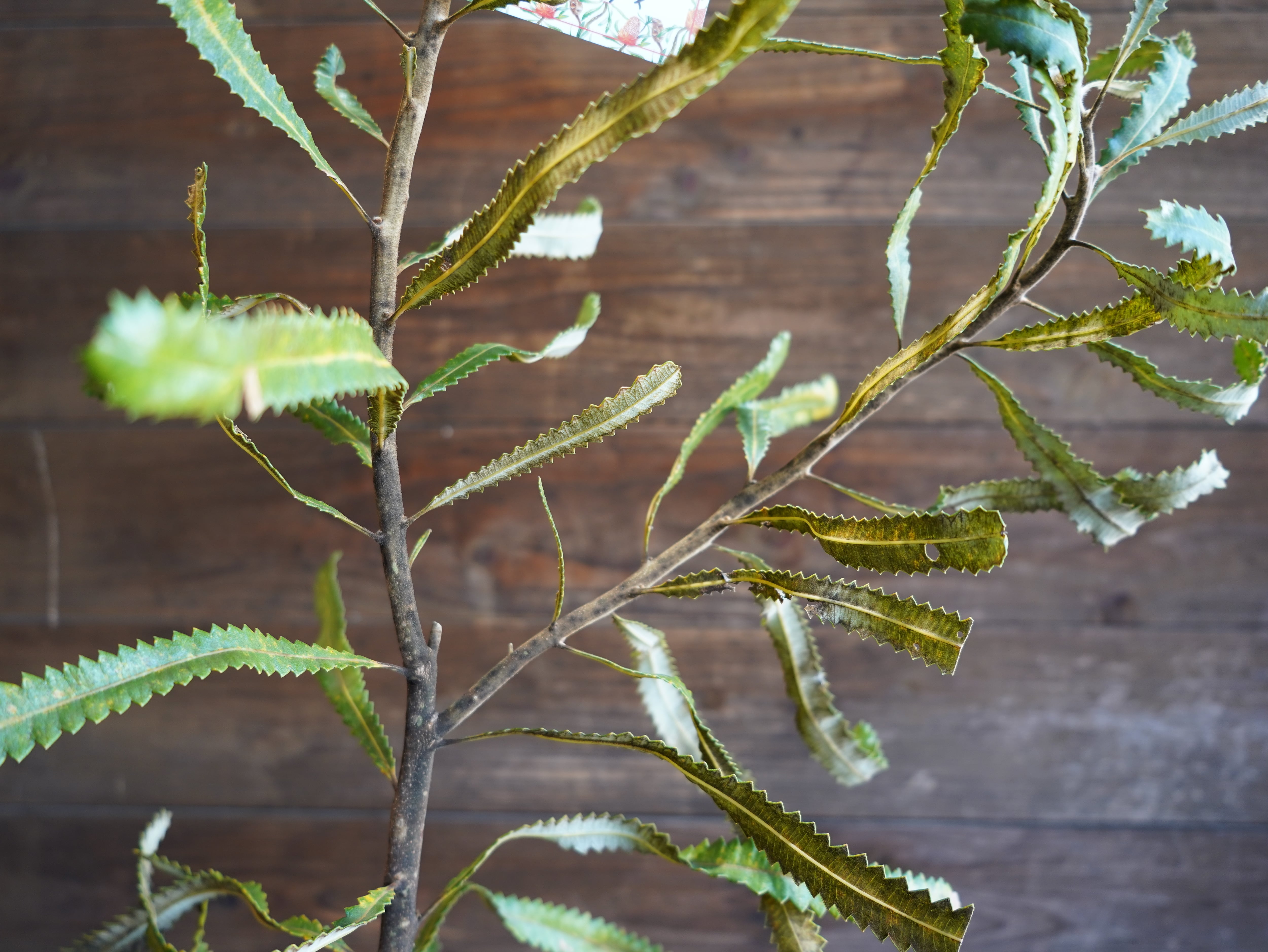 【現物】バンクシア　”バーデッティ”　A