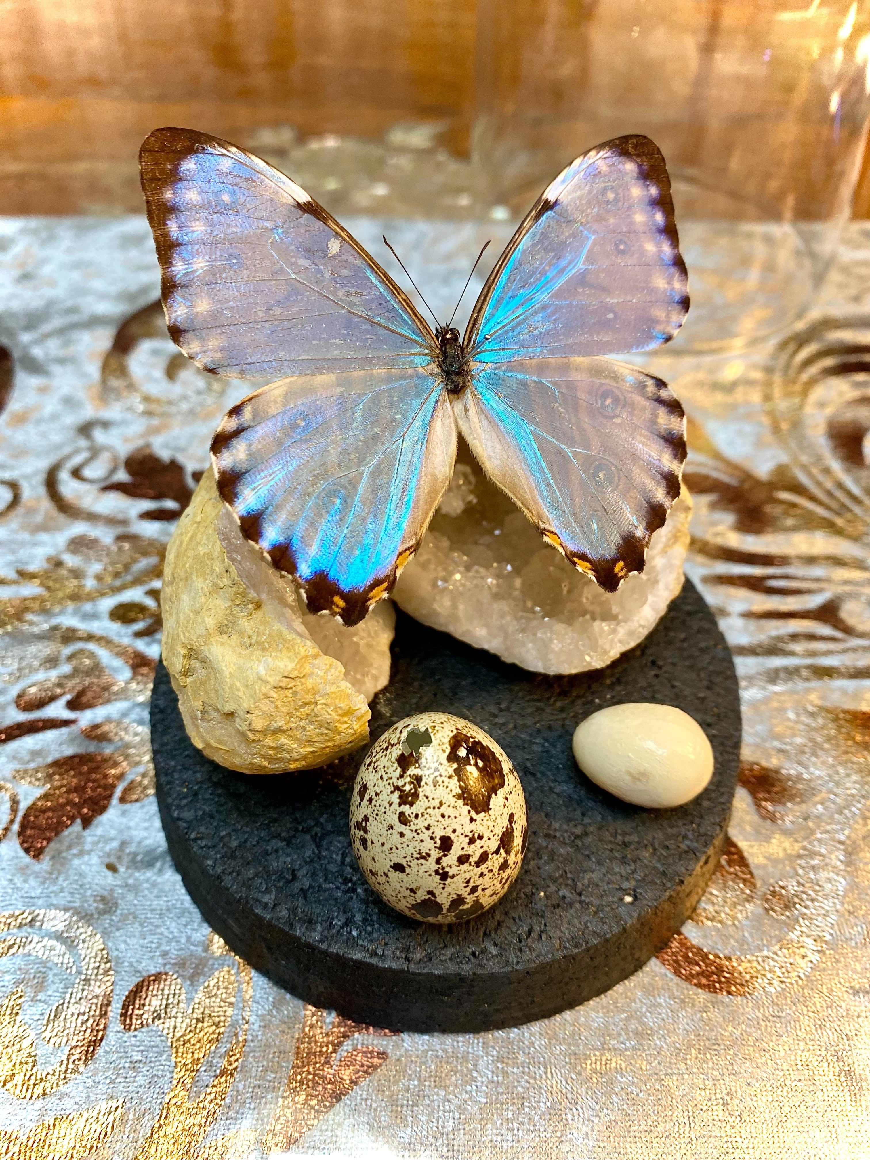 うつせみ標本屋