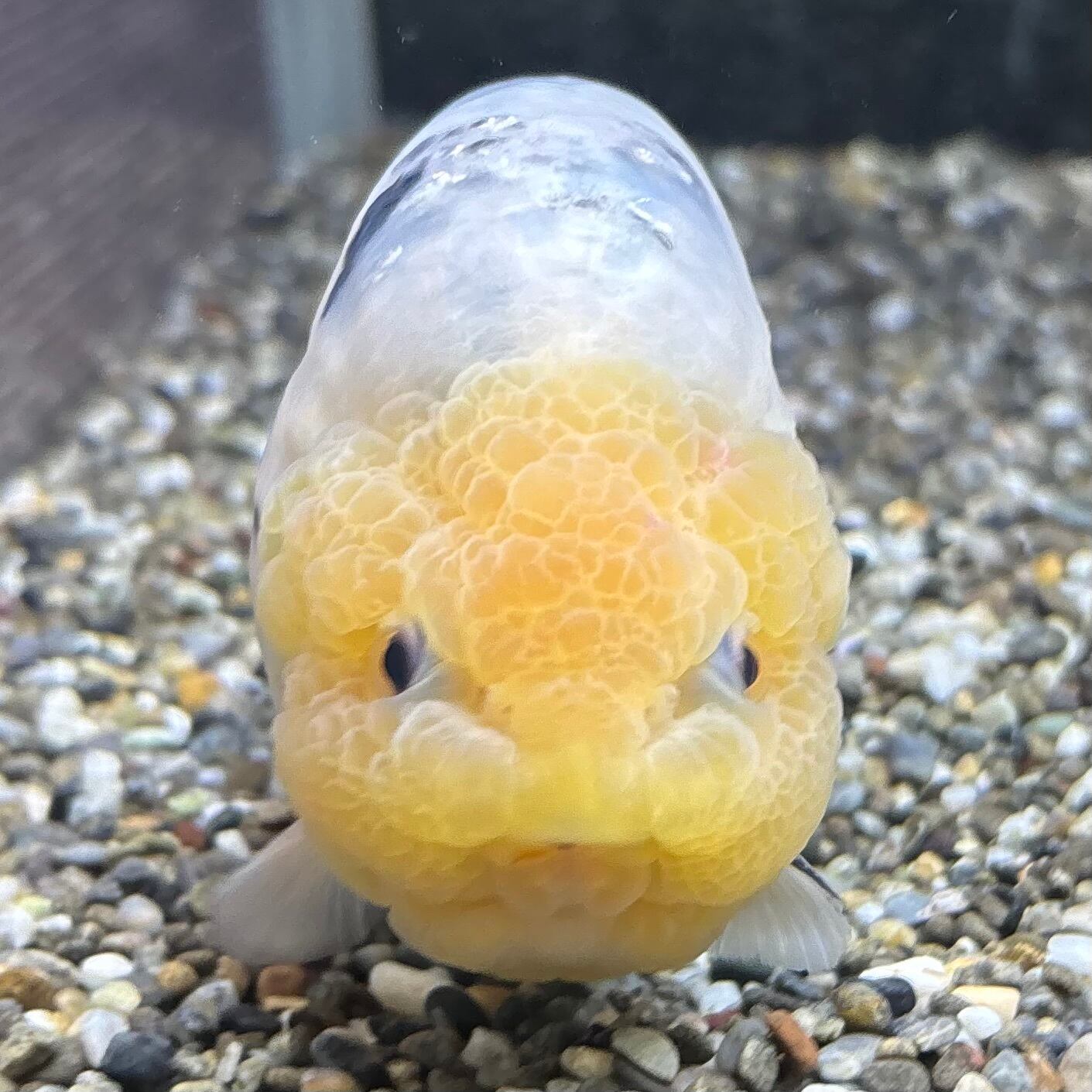 魚類、水生生物 中国極上 パンダらんちゅう 220721