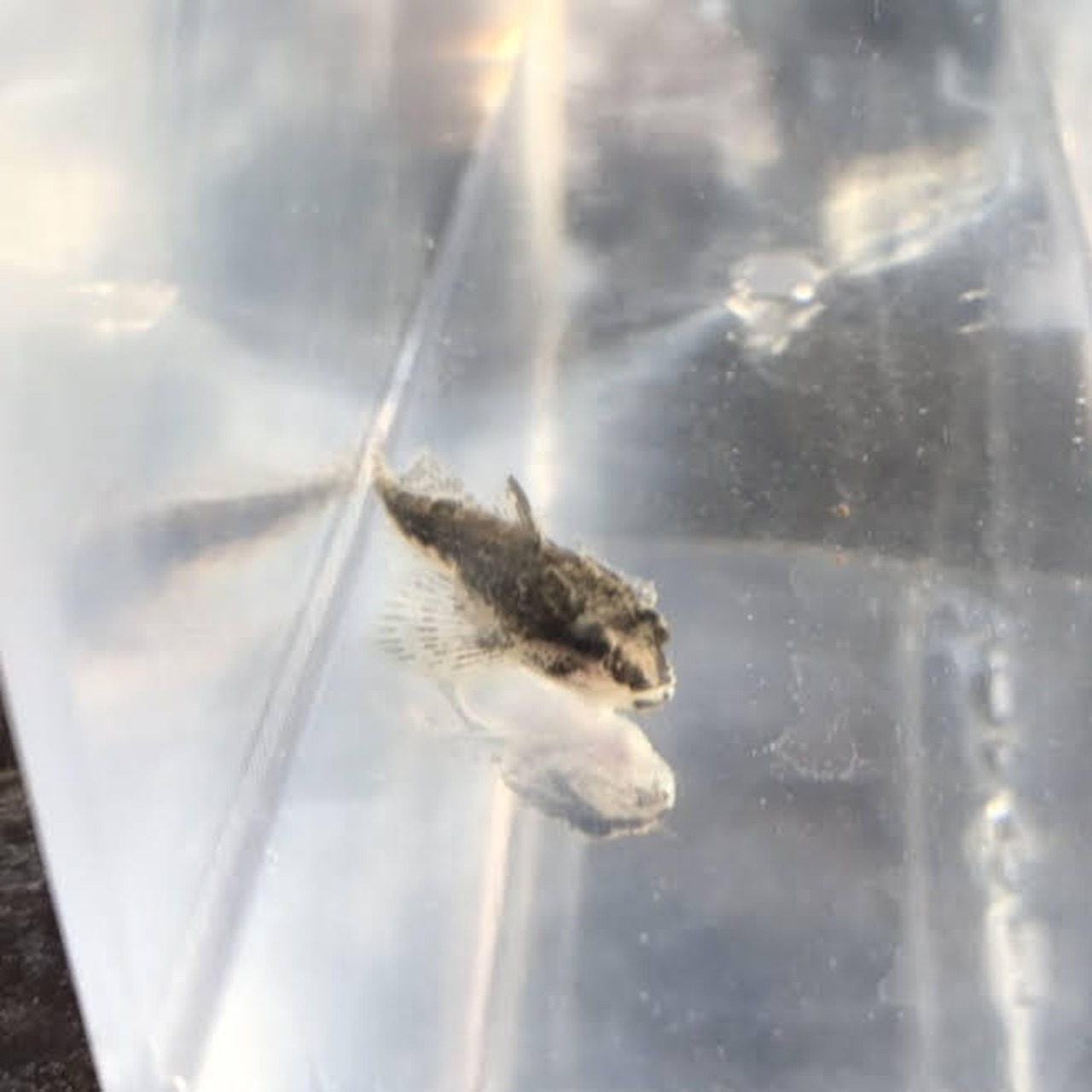 (淡水魚)ヤマノカミ 4cm±(1匹)【生体】
