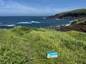パッションフルーツ15ケ入(関東・中部・南東北)