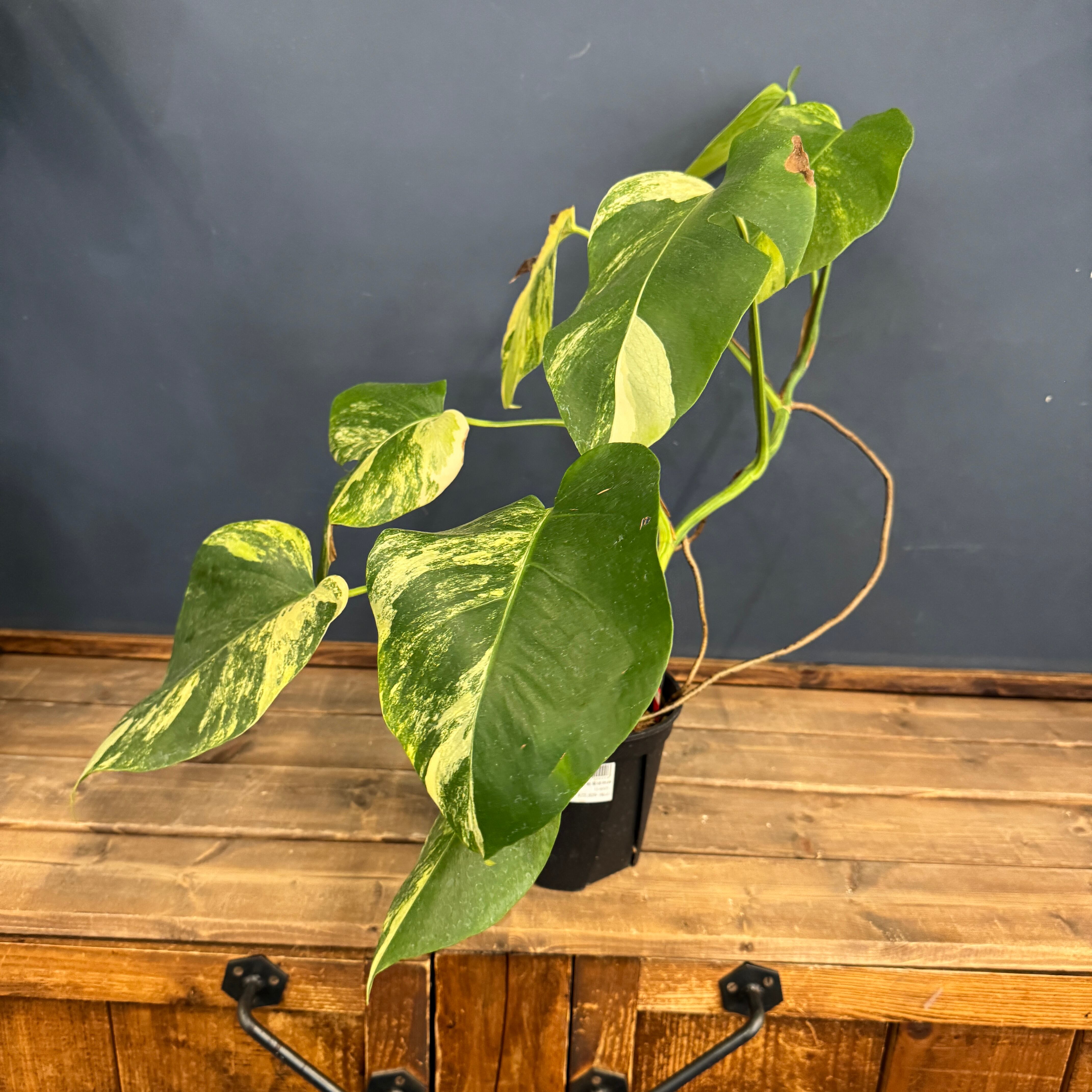 クリアランス】モンステラ ボルシギアナ オーレア(黄斑)【1008