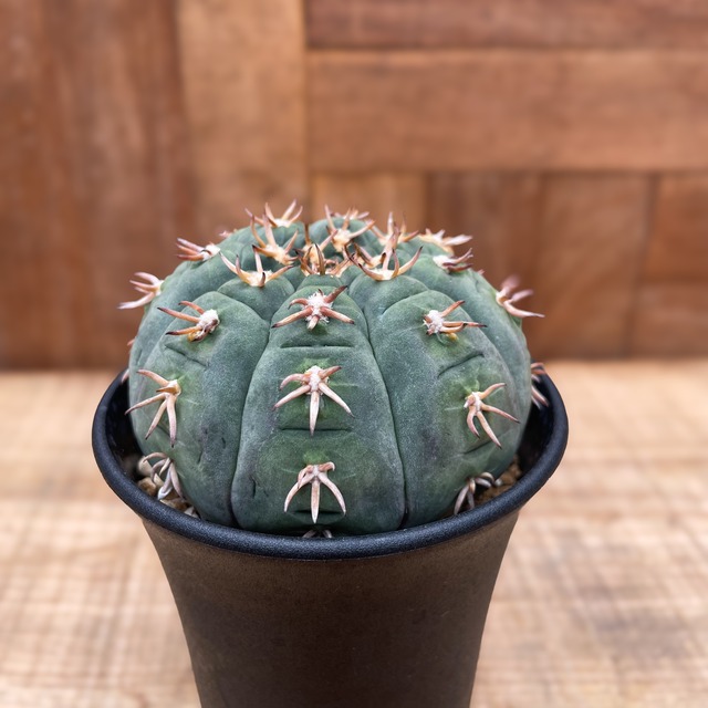 Gymnocalycium spegazzinii var. unguispinum【ギムノカリキウム・短刺天平丸・実生】