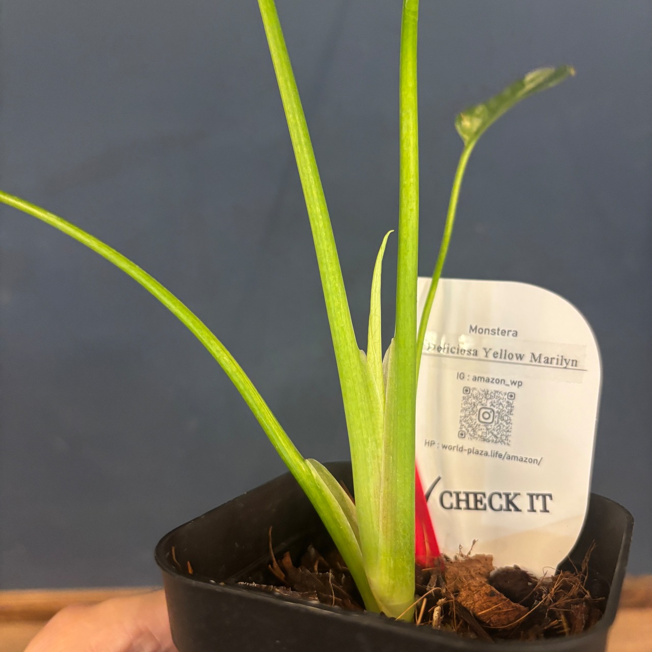 モンステラ　デリシオサ　イエローマリリン【1009】