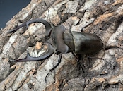 【WD】超大型《クラーツミヤマ原名亜種 66mm ペア》