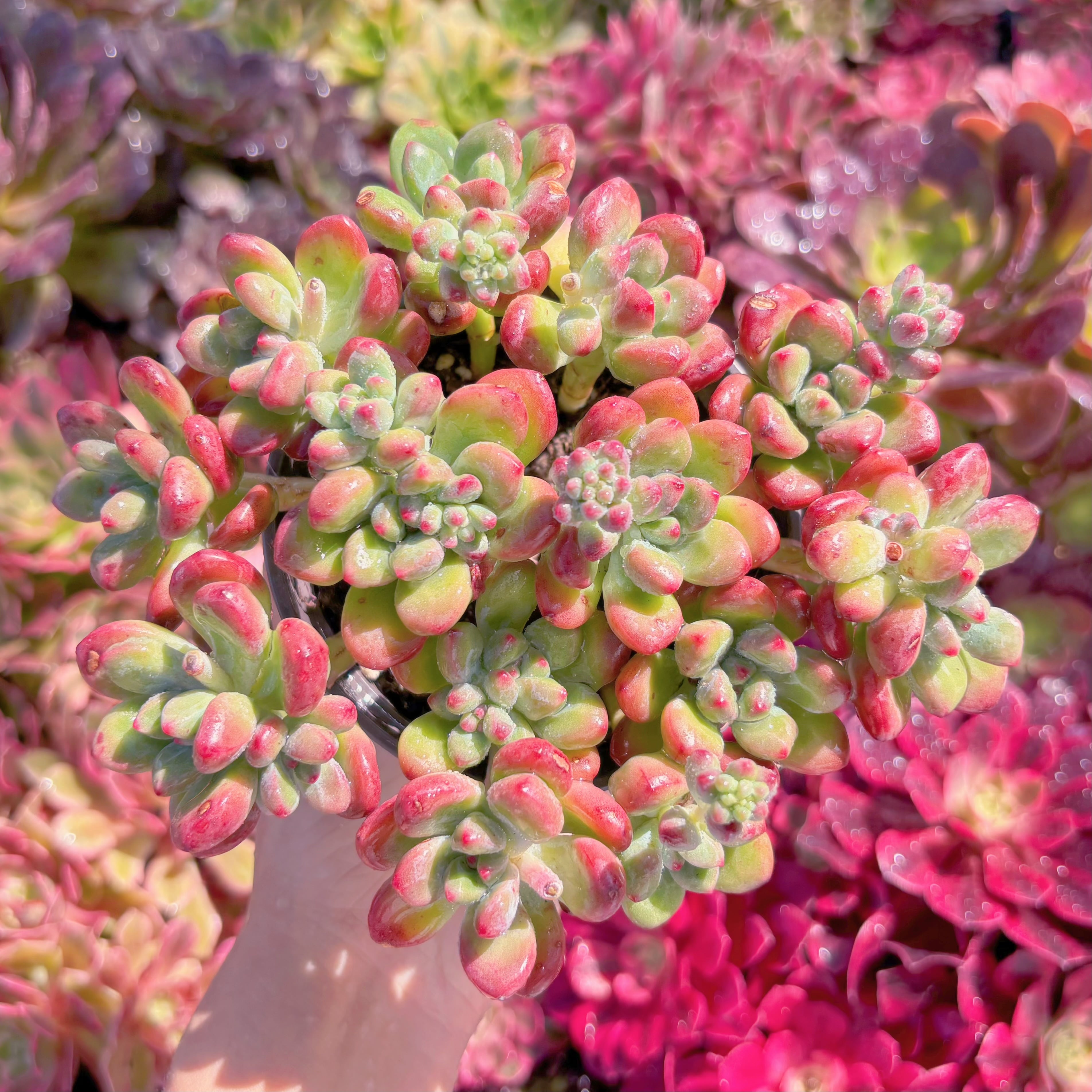 現品　トミーキャット#A085　新入荷　るる農園