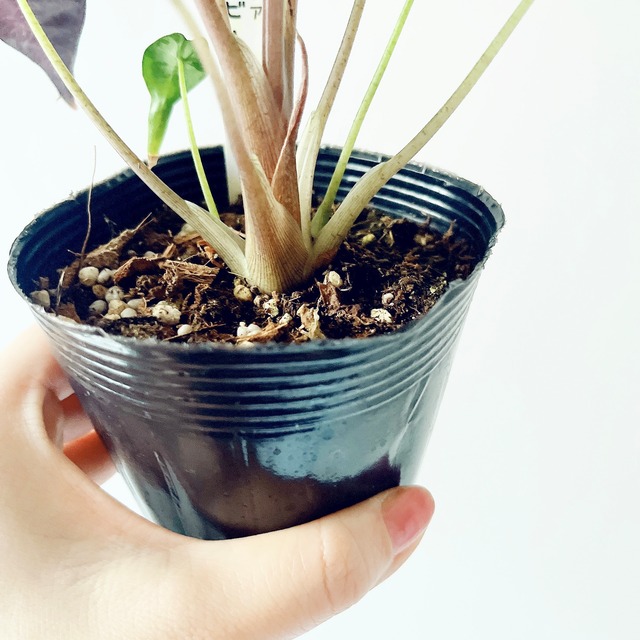 アクセントカラーに◎ アロカシア・オドラ バティック｜斑入り希少種 観葉植物 calm cafe