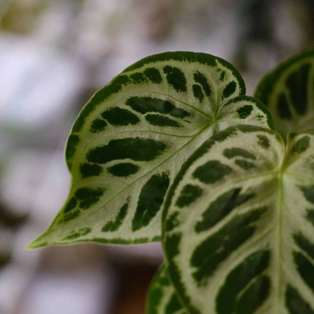 アンスリウム ドラヤキ × シルバーブラッシュ / Anthurium Dorayaki × Anthurium Silver brush⑬/ 観葉植物<育て方・花言葉>