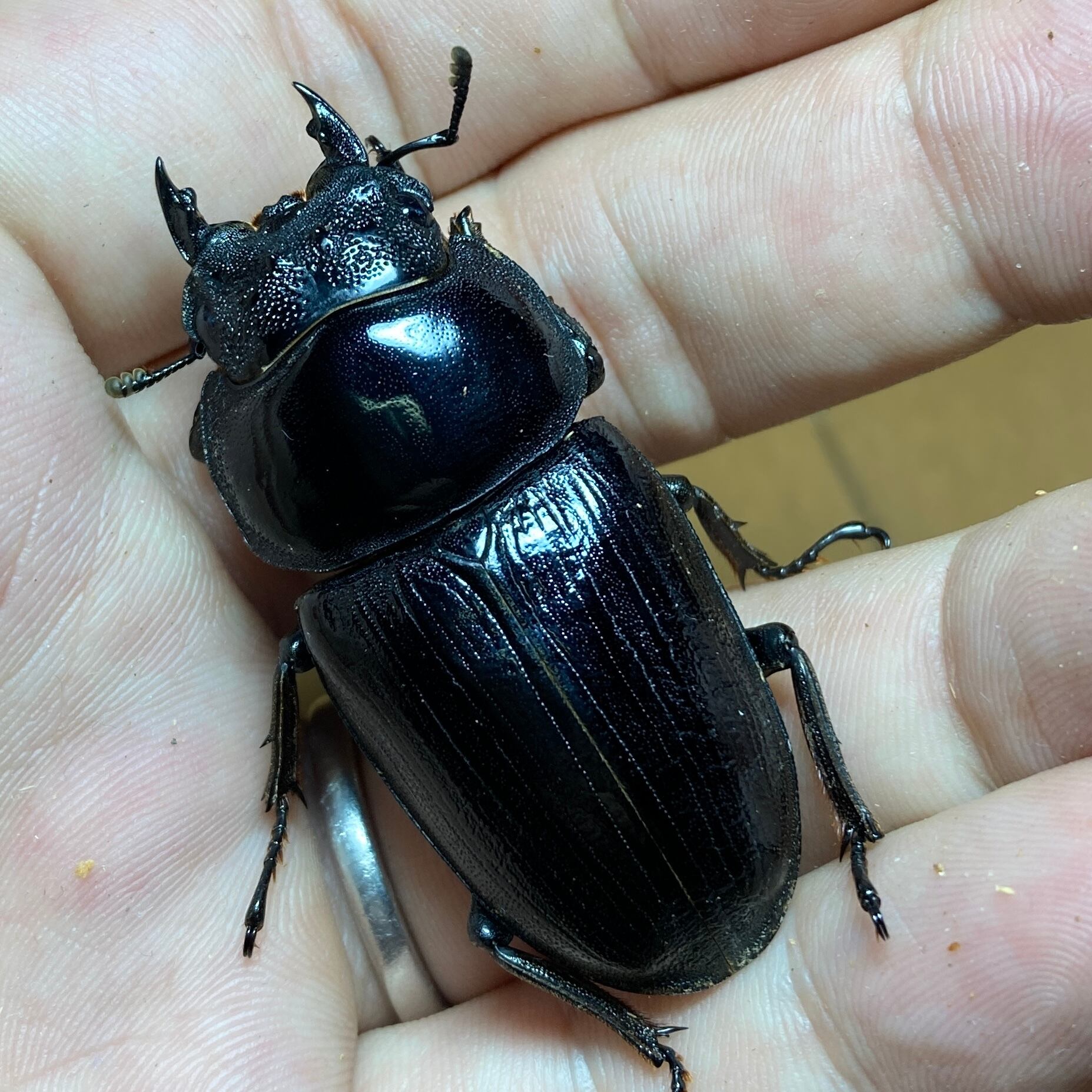 オオクワガタ マツノ久留米 No.L 新成虫 88ミリ同腹 ♂85ミリ×♀55