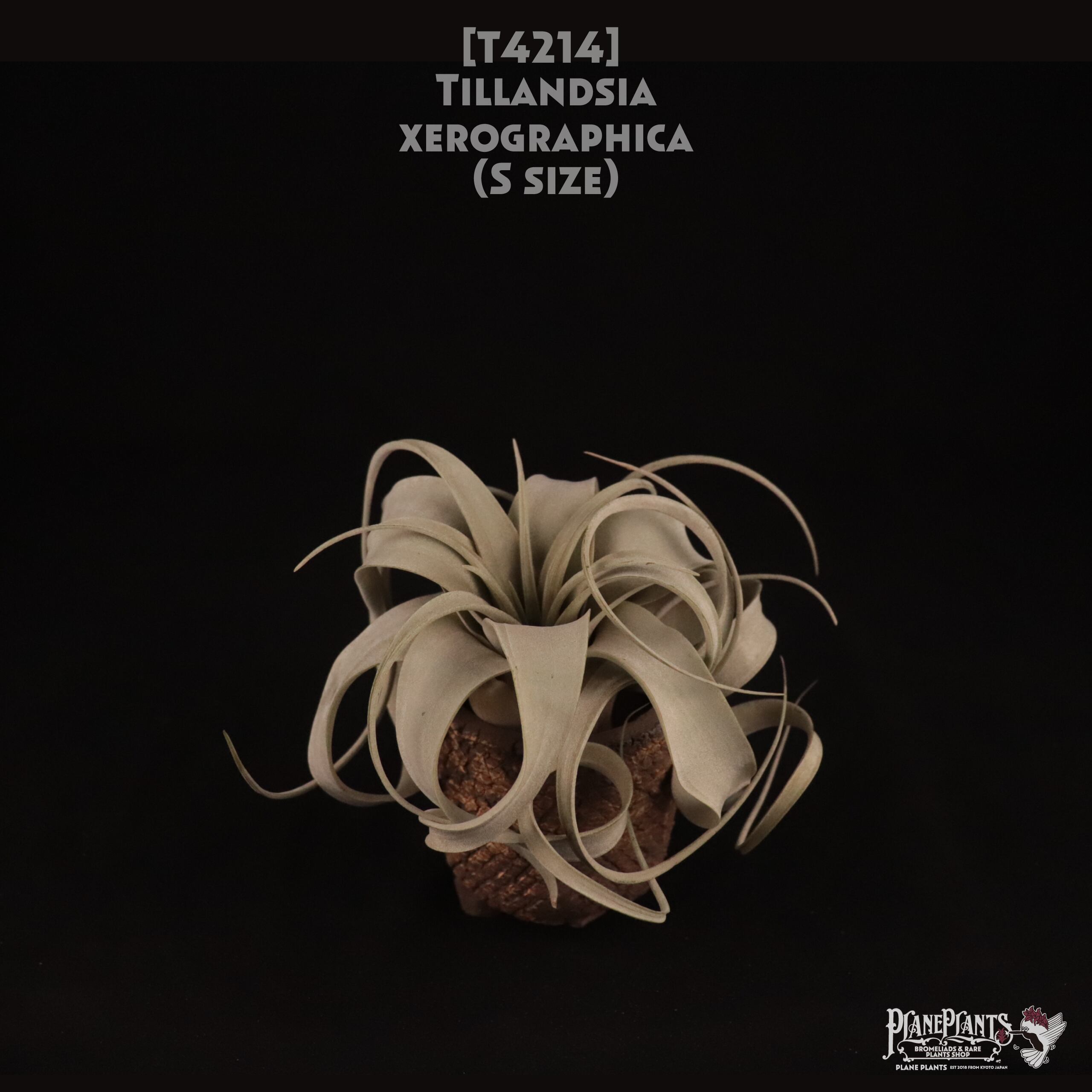 【送料無料】xerographica S〔エアプランツ〕現品発送T4214