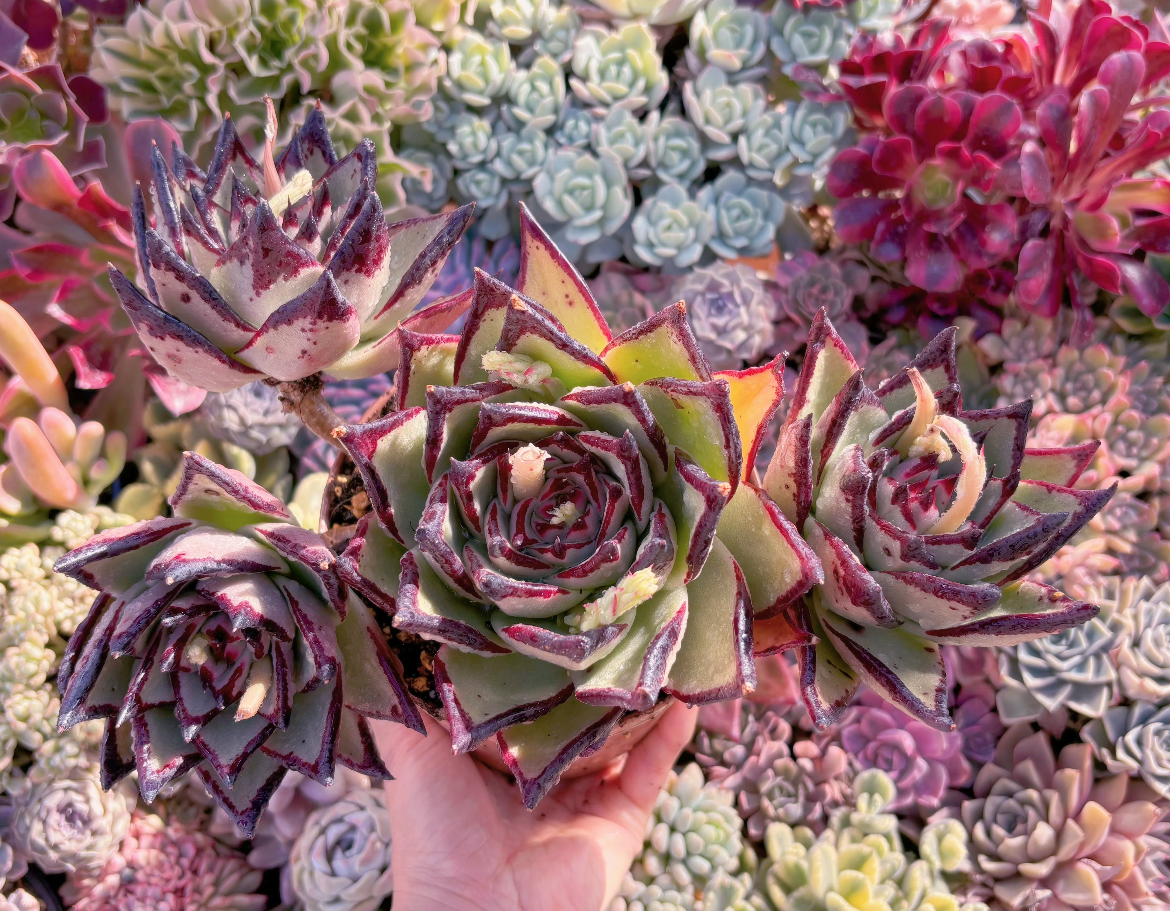 現品　黒魔王#820　特特大群生　るる農園