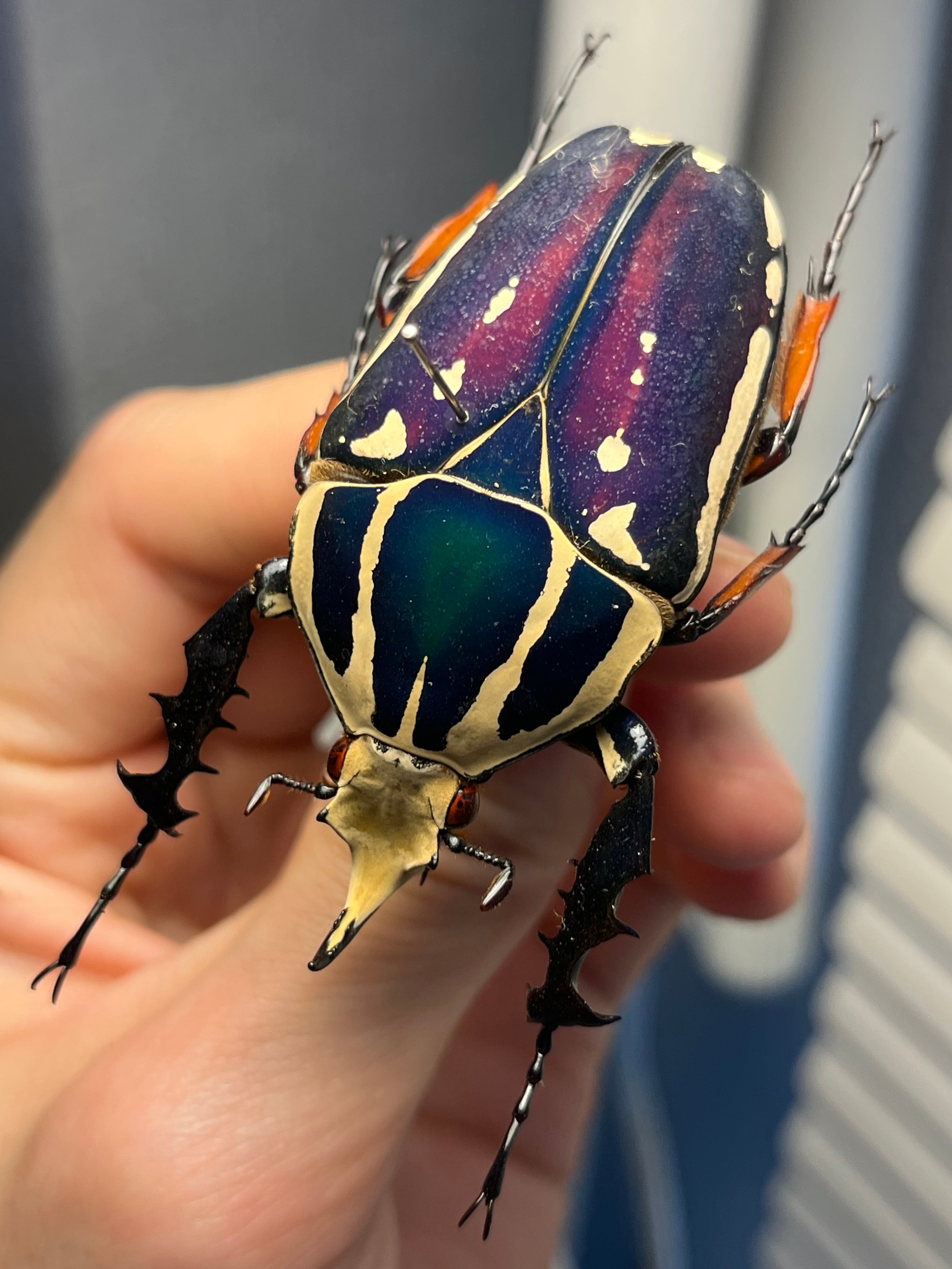 カタモンオオツノハナムグリ標本 genus_goliathus1.jpg
