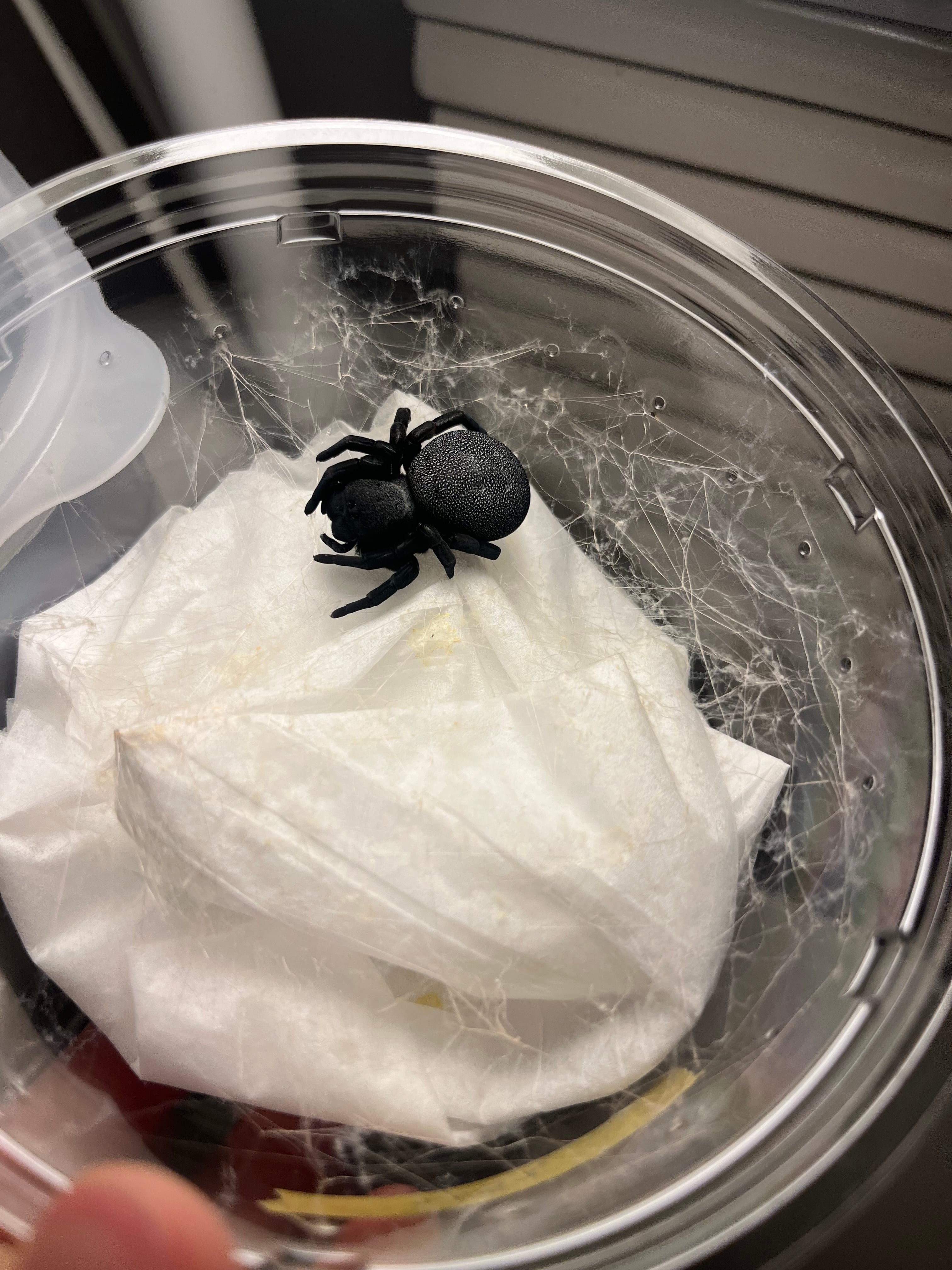 【新品未開封】Poecilotheria属ポスター タランチュラムカデセンチピー 専用】タランチュラと蜘蛛の巣✖️3 | オモニキチュウ