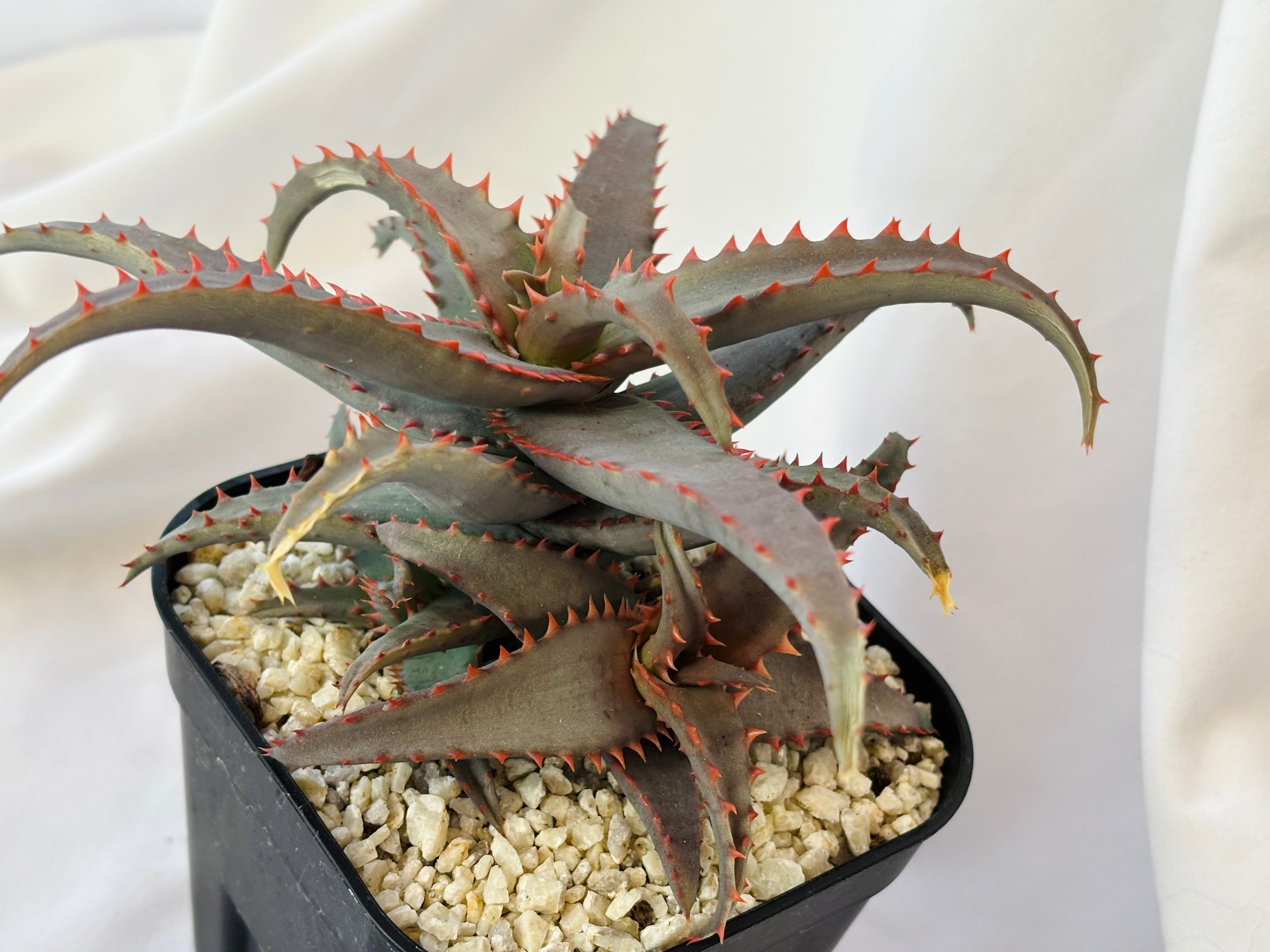 Aloe hybrid アロエ ハイブリッド 多肉植物 | plants MARU ーサボテン