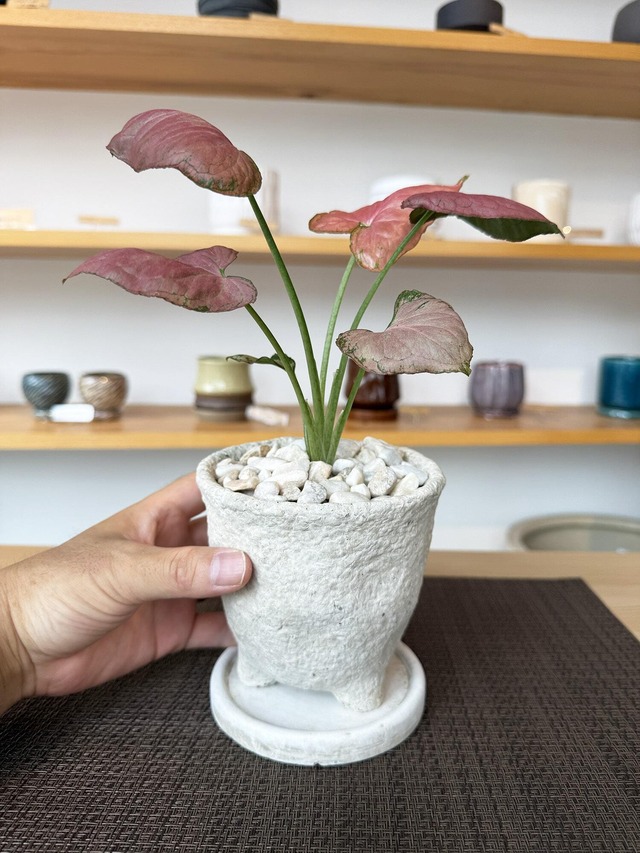 シンゴニウム・ストロベリー