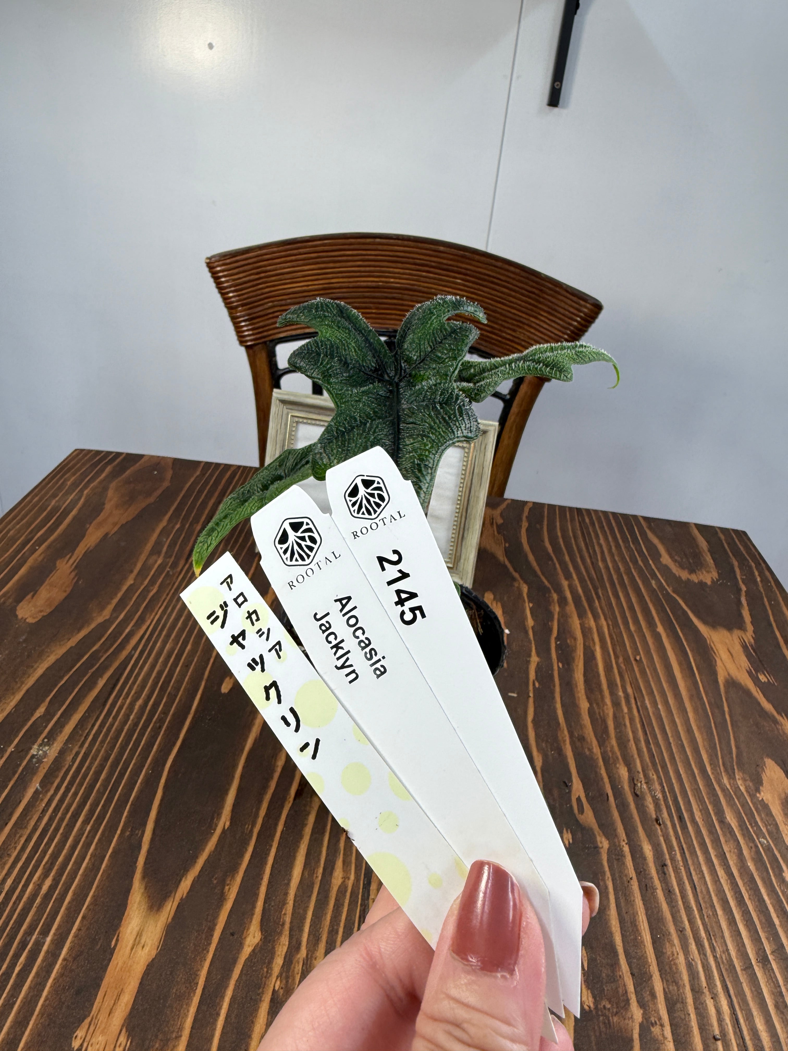 その他 | ROOTALPLANTS