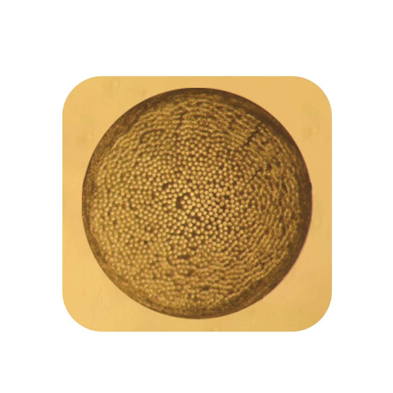 バイオロジック・CR1296 125【7212510N】/トアルソン TOALSON