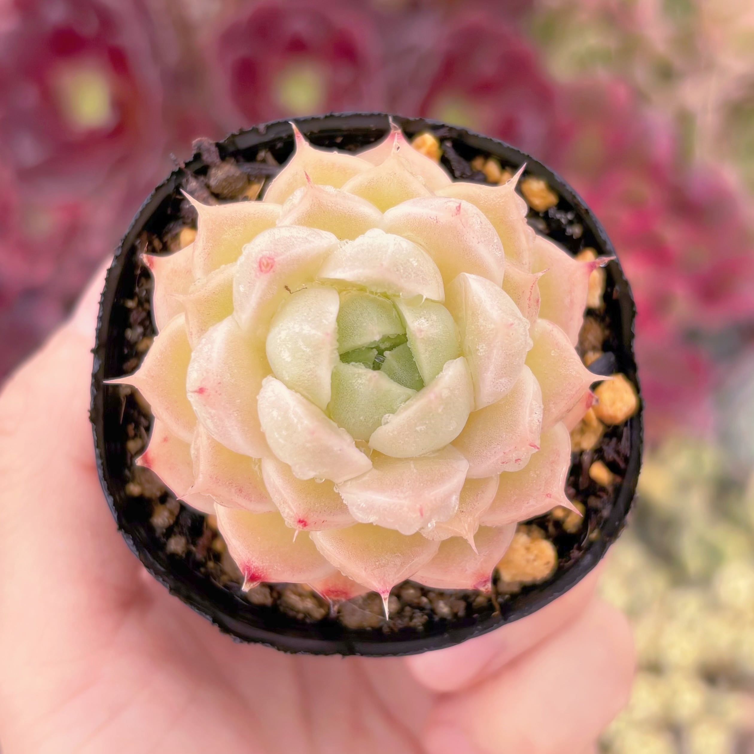 現品　蛍石#2223　るる農園