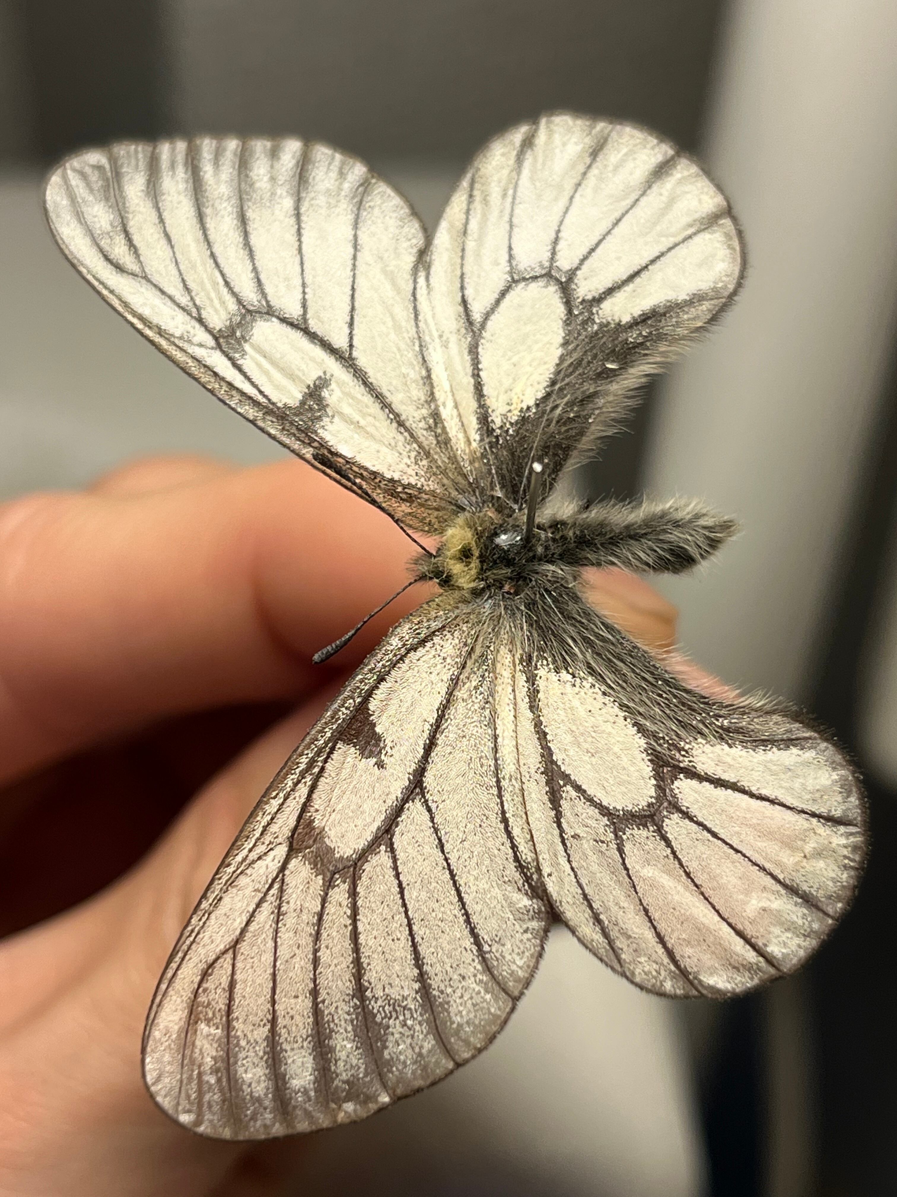 7mm】メルヘンチックな美麗ゾウムシの一種 標本カミキリ昆虫ゼリー標本