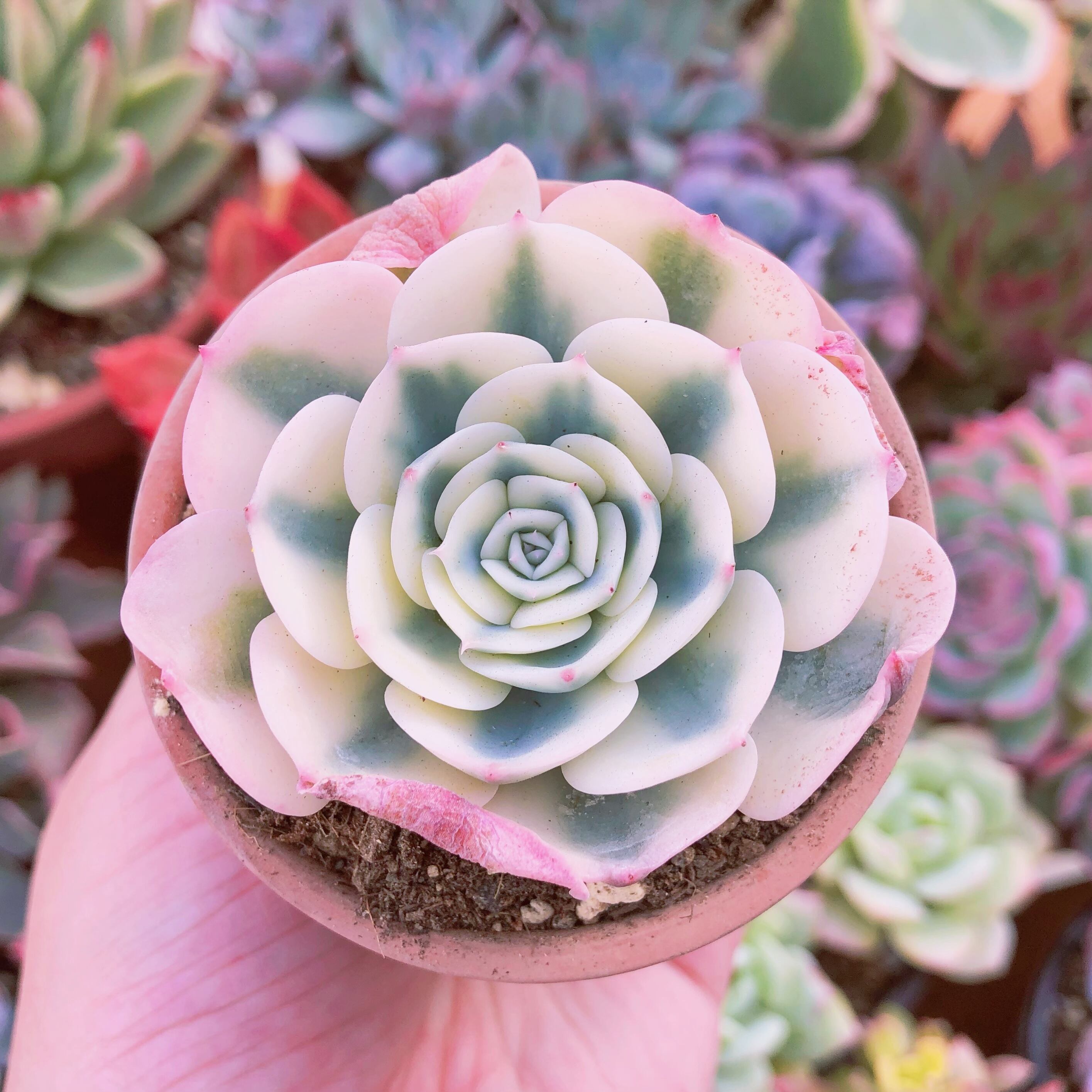多肉植物　ルノディン