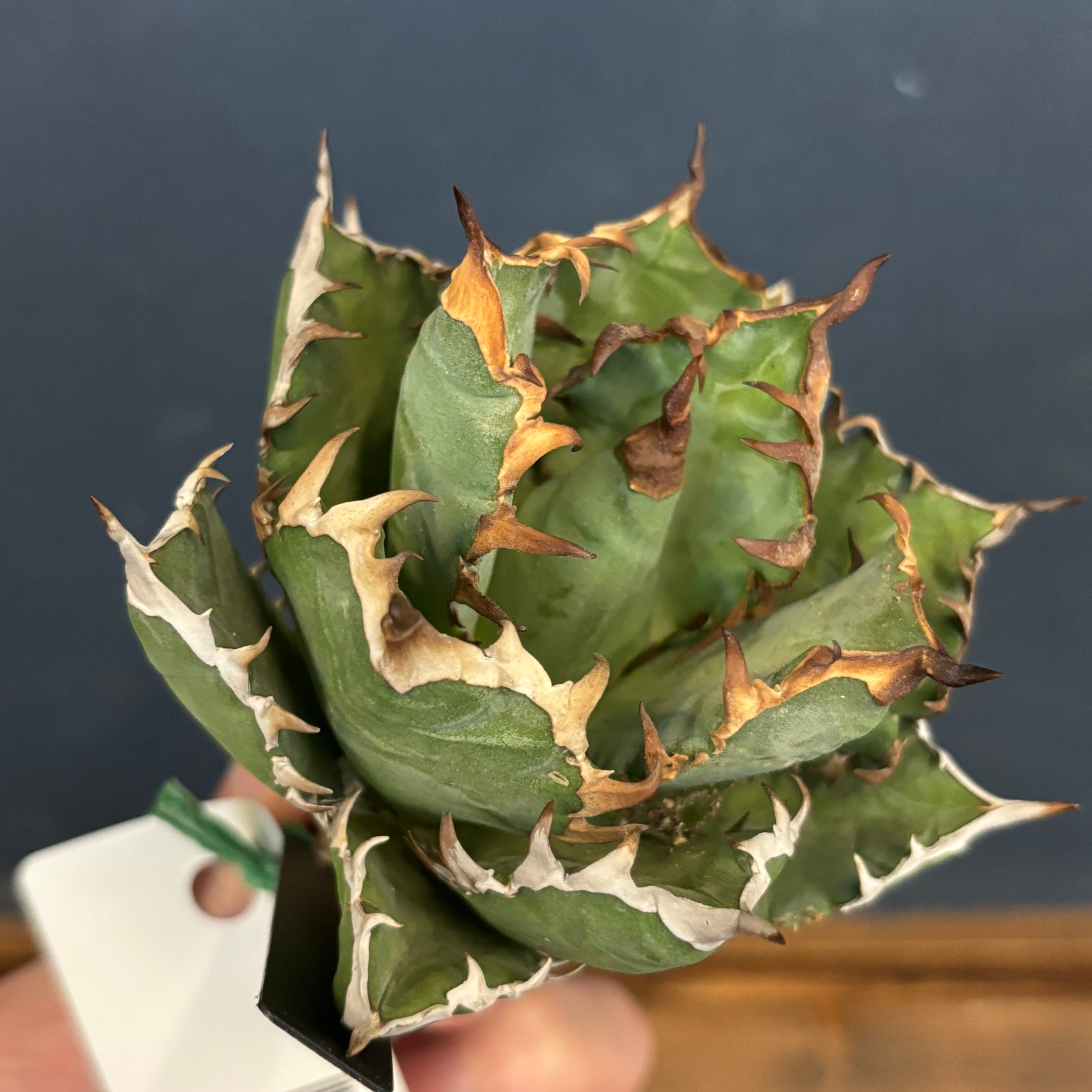 アガベ チタノタ レッドヴェノム(レッドベノム)【398】 | PROTOLEAF