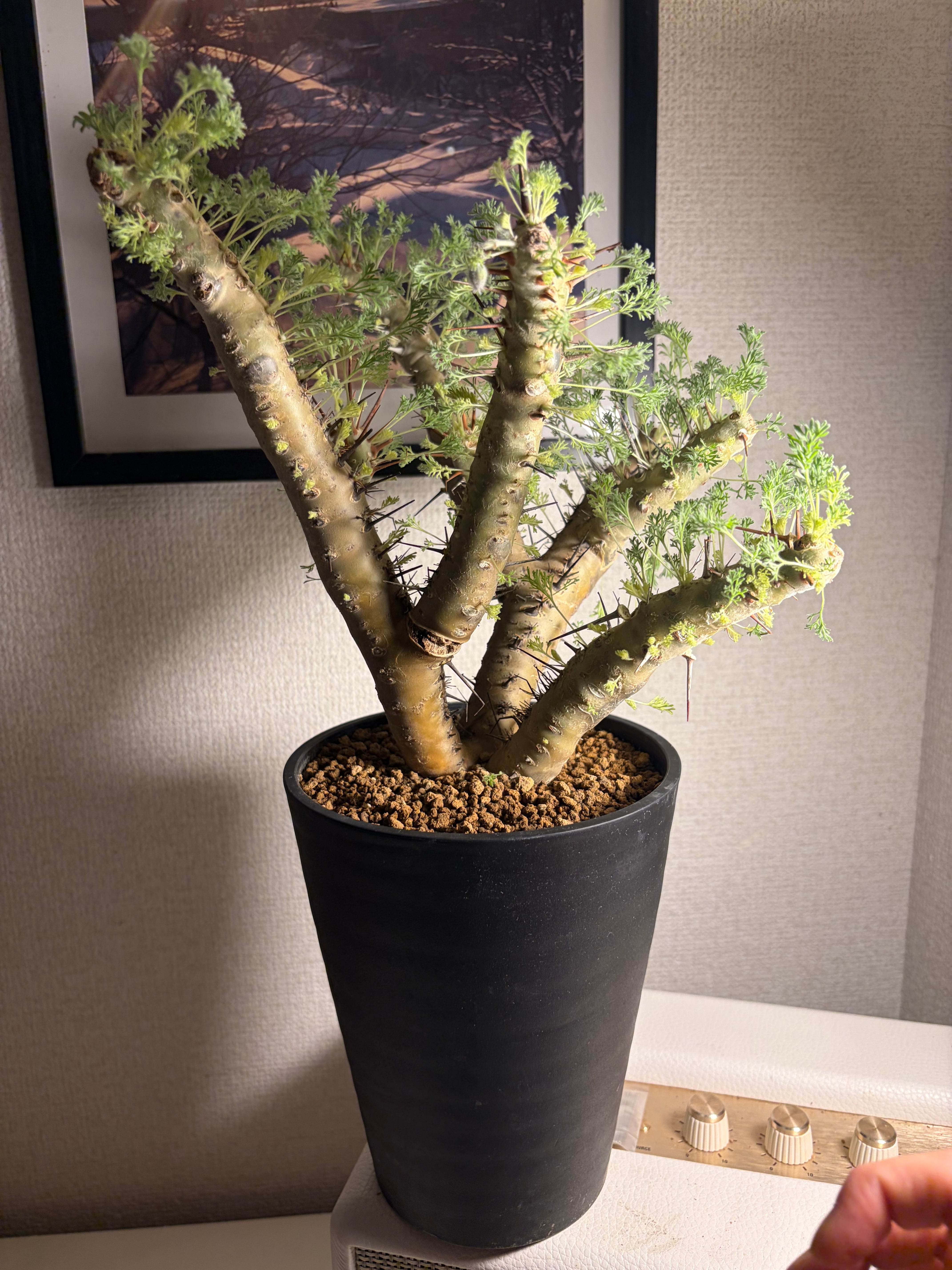 モンソニア クラシカウレ 塊根植物 コミフォラ ケラリア フォークイ