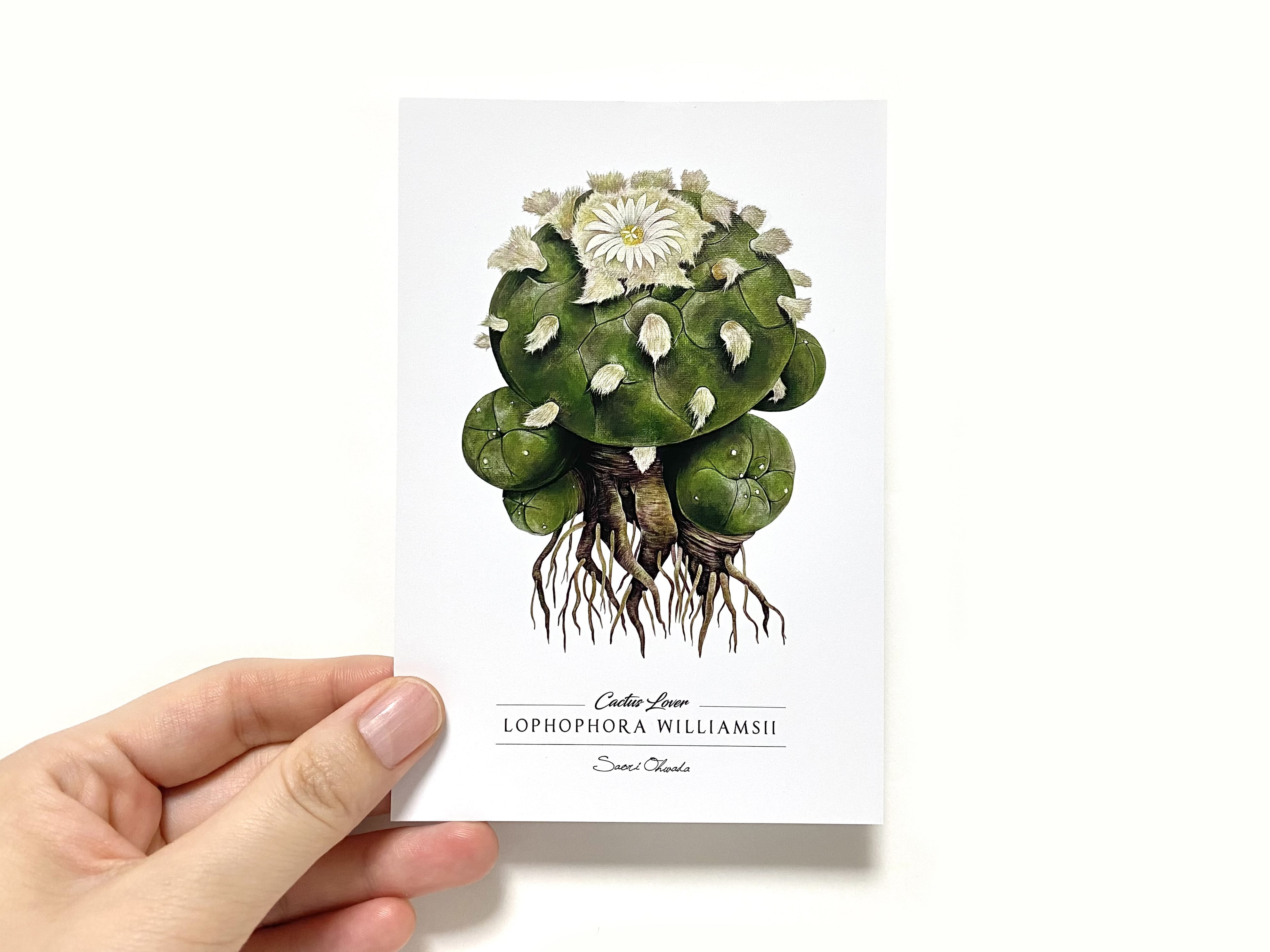 Lophophora diffusa ポストカード