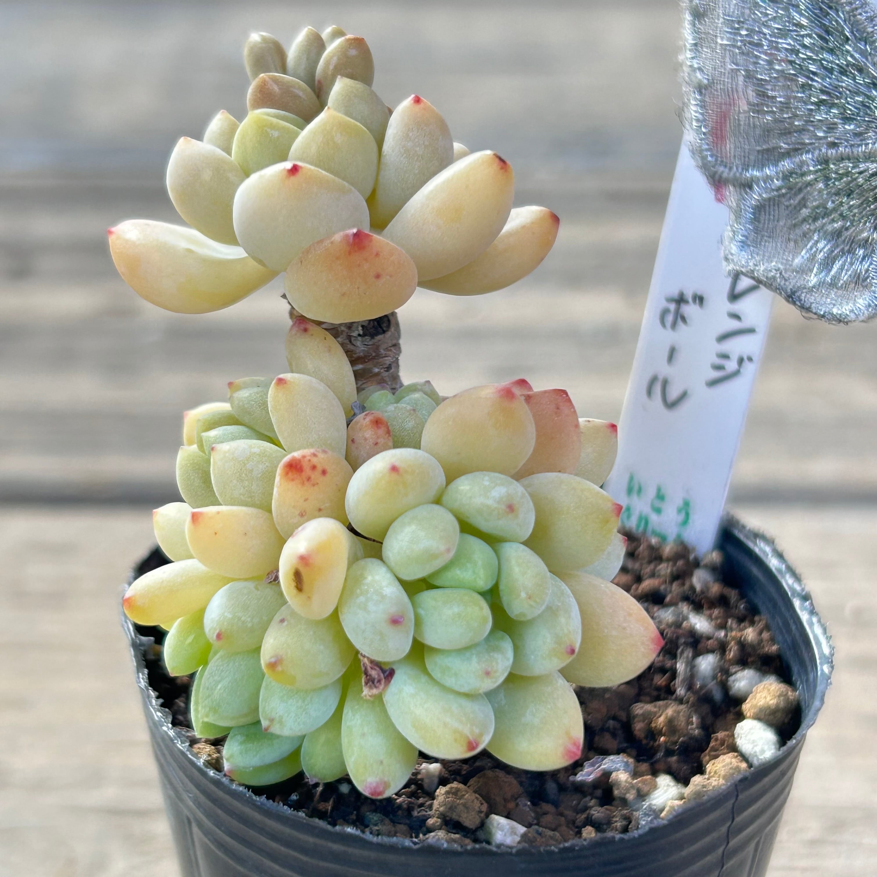 f17bf71a029b4431c635b708de4b37