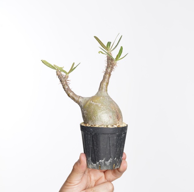 パキポディウム グラキリス no.10〈発根済み〉