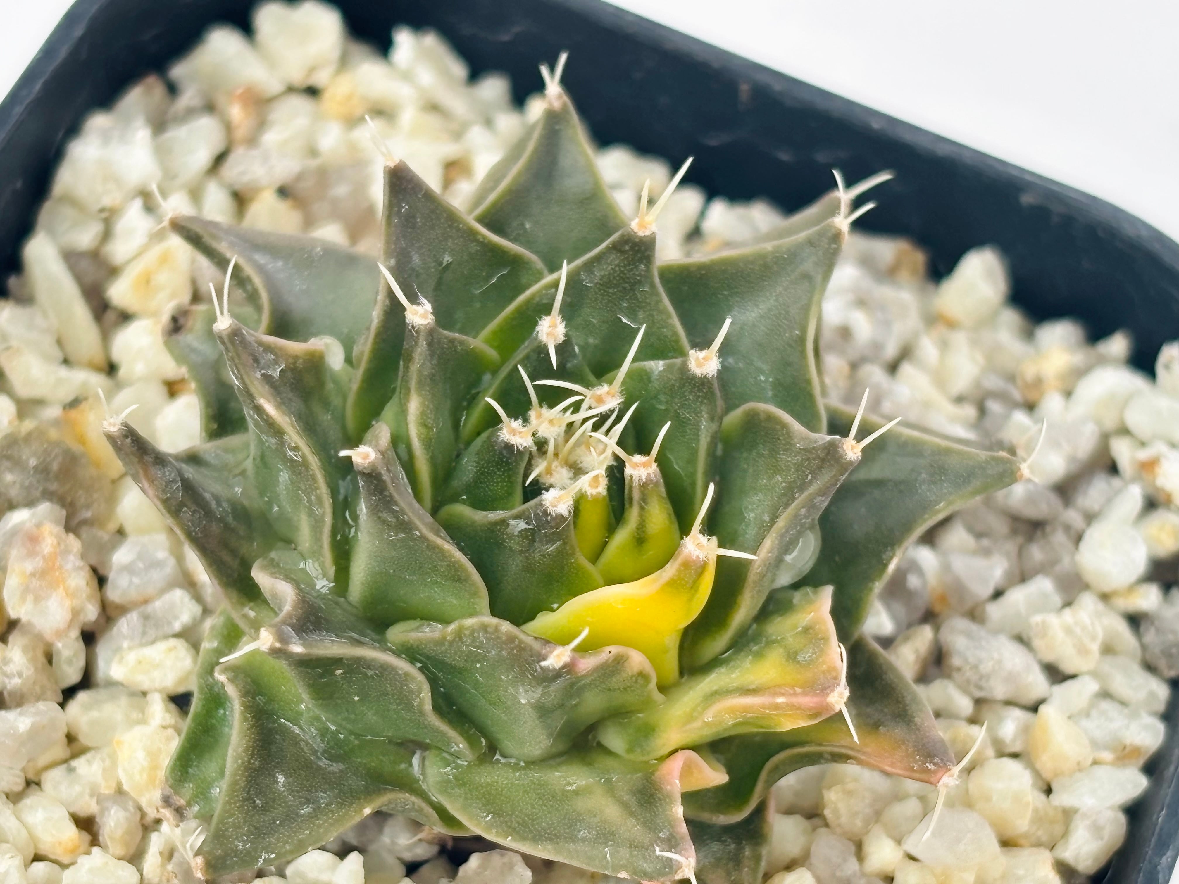 Obregonia denegrii オブレゴニア 帝冠錦 サボテン | plants MARU