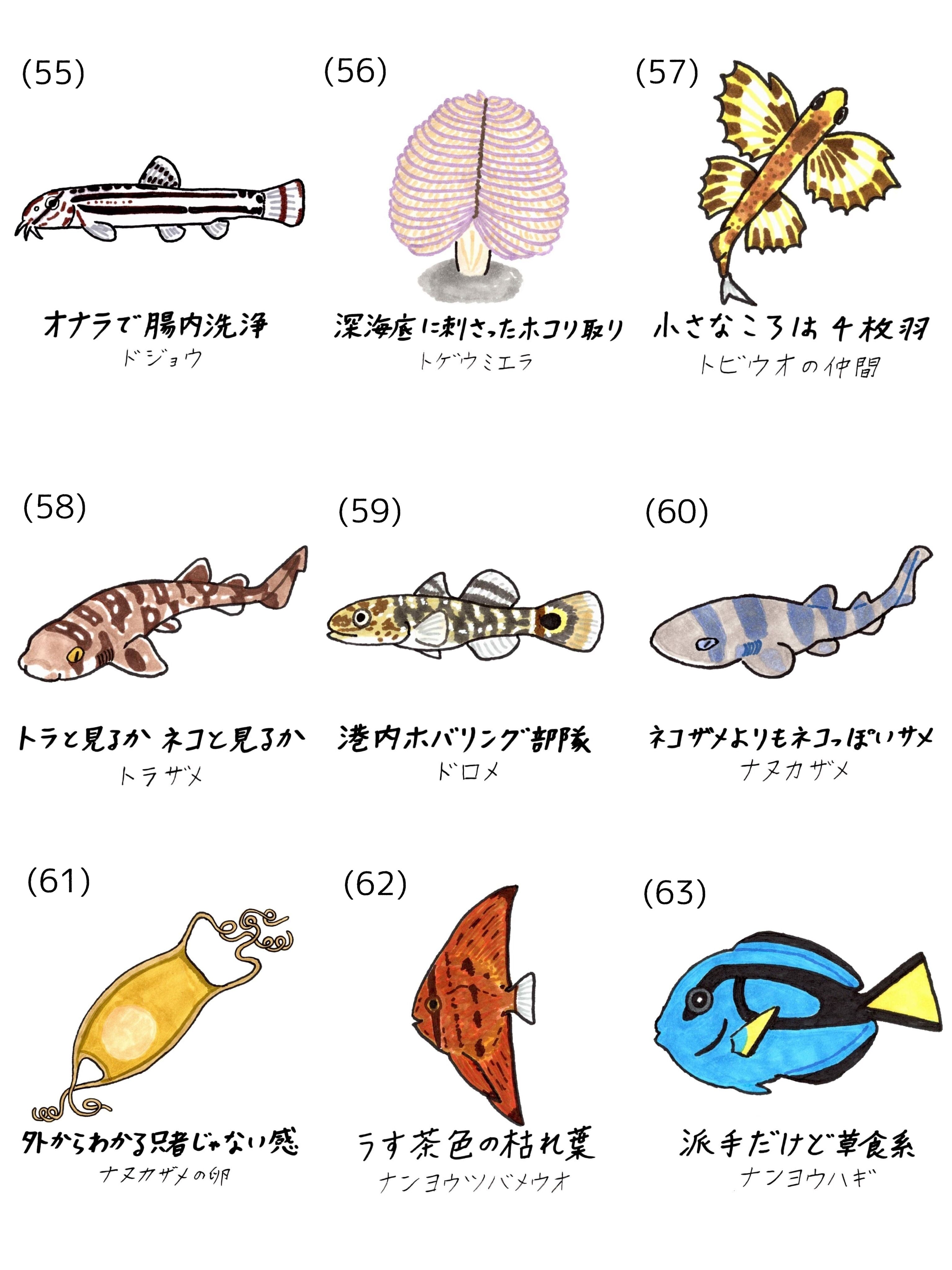 全127種】オリジナル魚名板アクリルキーホルダー | 幼魚屋オンライン