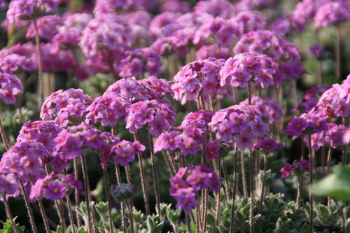 ツルハナガタ（蔓花形）７.５cm〜９ｃｍポットの画像