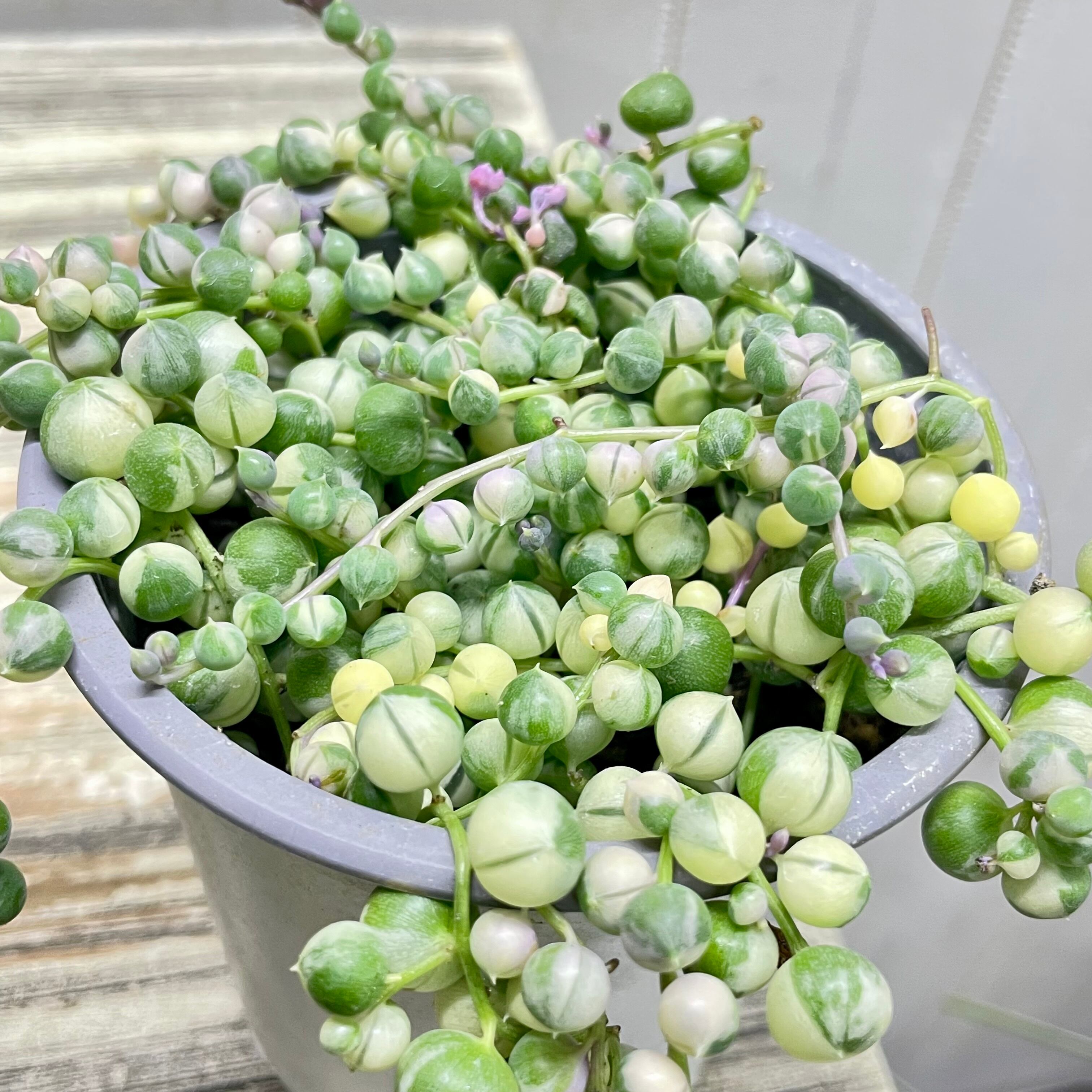 斑入り グリーンネックレス 3号｜小さく飾れる やさしい雰囲気の多肉