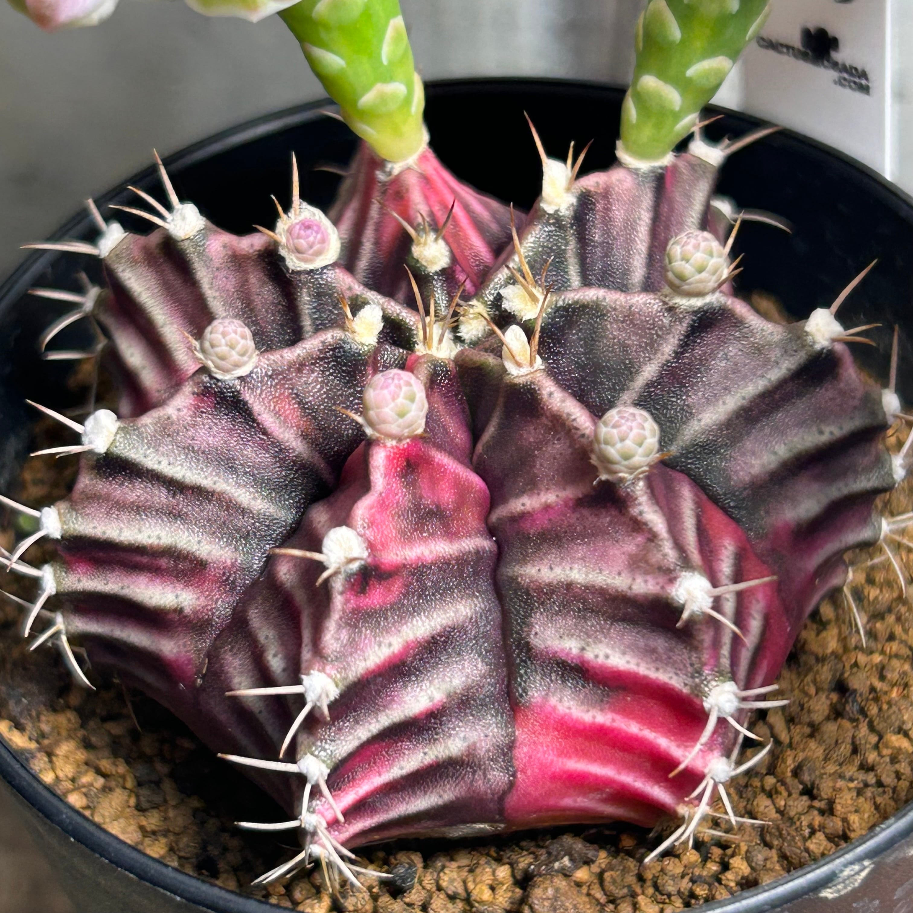 H)⑤ギムノカリキウム 緋牡丹錦(夏型 | RuPo 多肉植物専門店