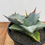 Agave oteroi【アガベ・オテロイ・実生】