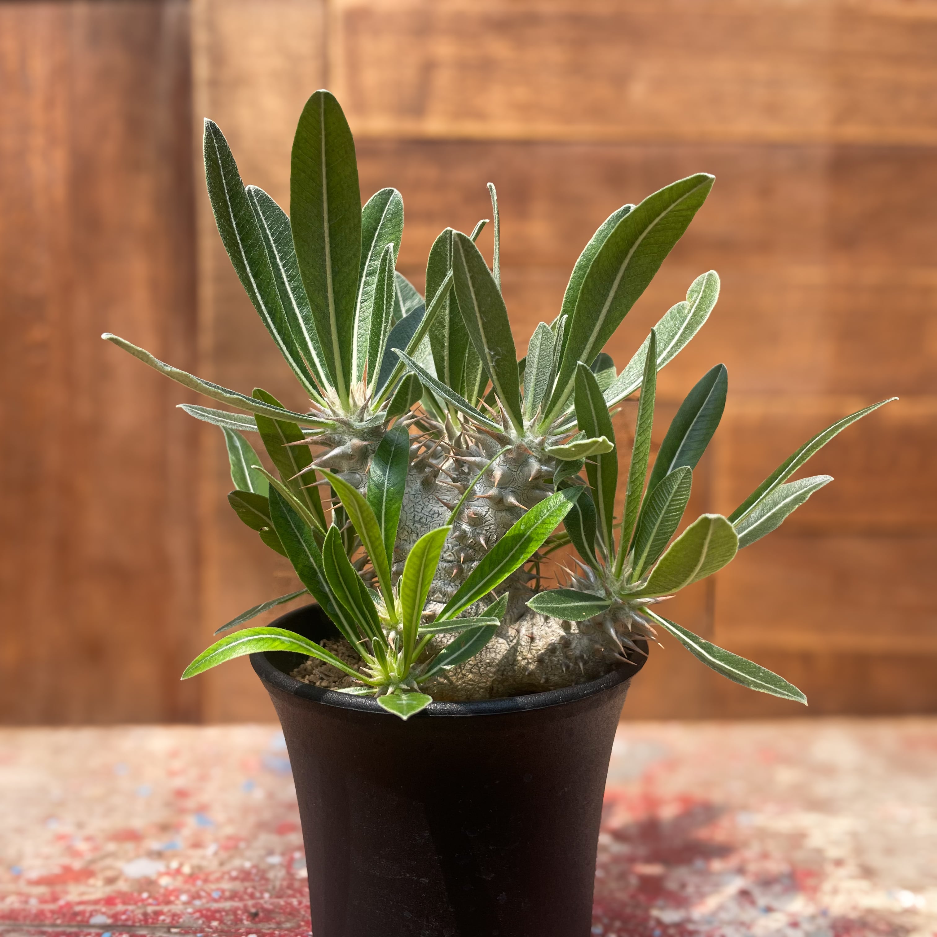 Pachypodium 'Itoh Hybrid'【パキポディウム・伊藤ハイブリッド Pachypodium 'Itoh Hybrid'【パキポディウム・伊藤ハイブリッド
