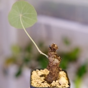 Stephania kaweesakii / ステファニア カウィーサキー㊺/ 観葉植物