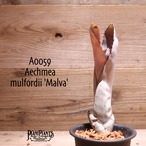 【送料無料】Aechmea mulfordii 'Malva'〔エクメア〕現品発送A0059
