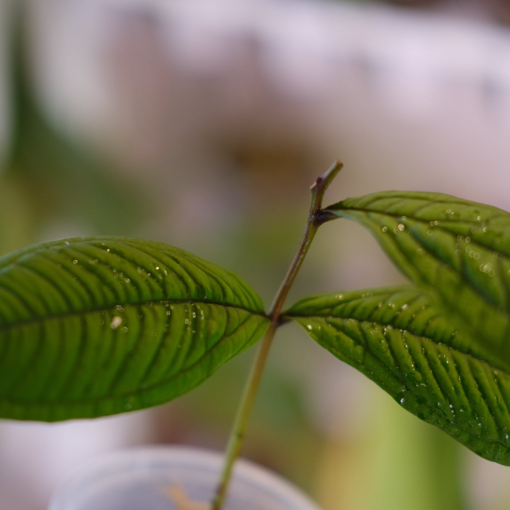 Syzygium jiewhoei｜シジギウム ジエホエイ②｜希少フトモモ科植物