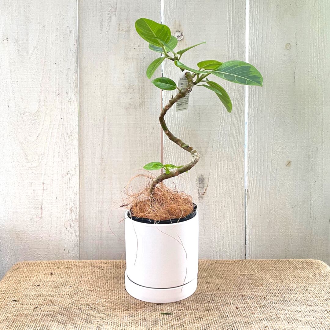 フィカス アルテシーマ Greenshouse フィカス アルテシーマ Greenshouse