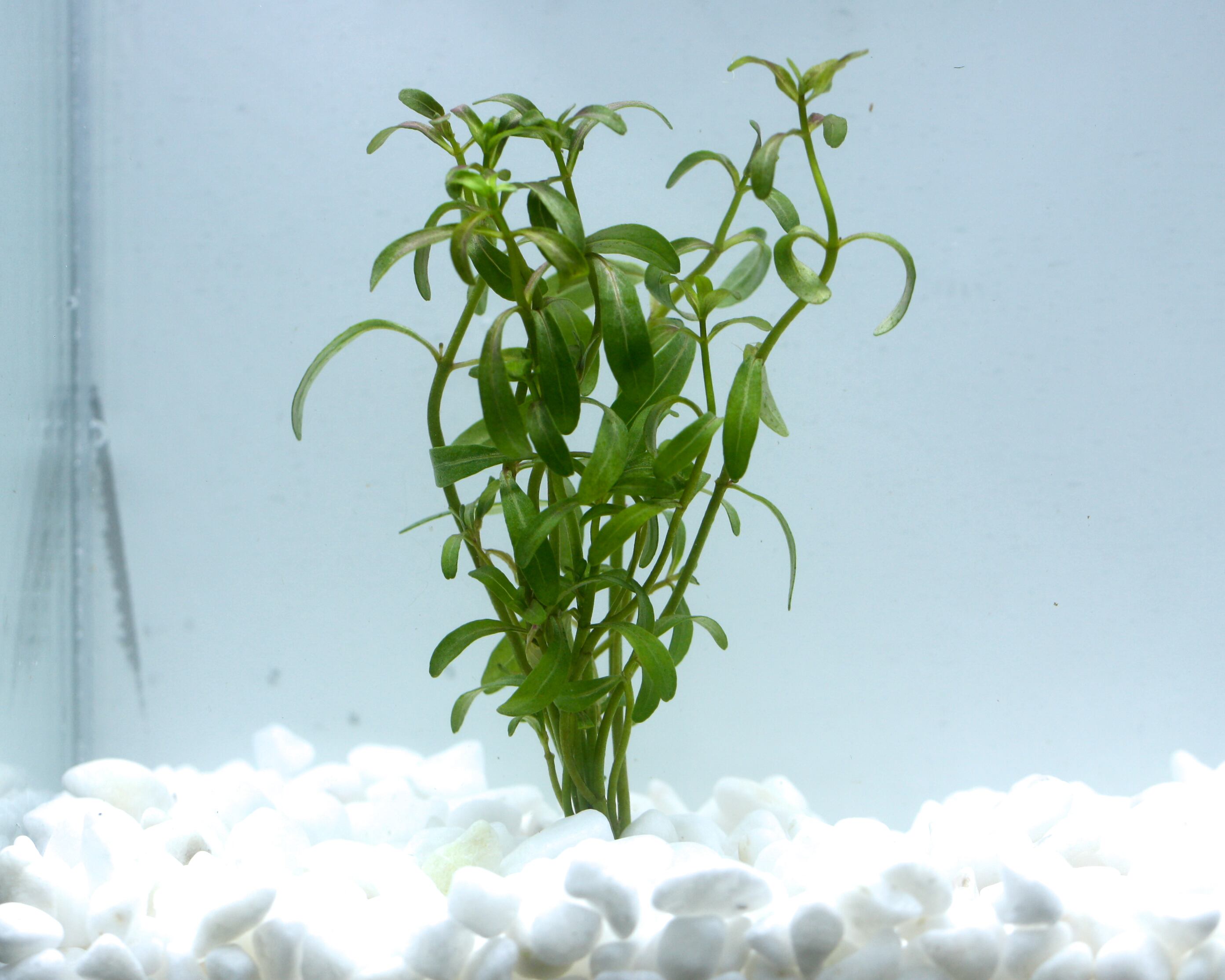 Bucephalandra pubes 
