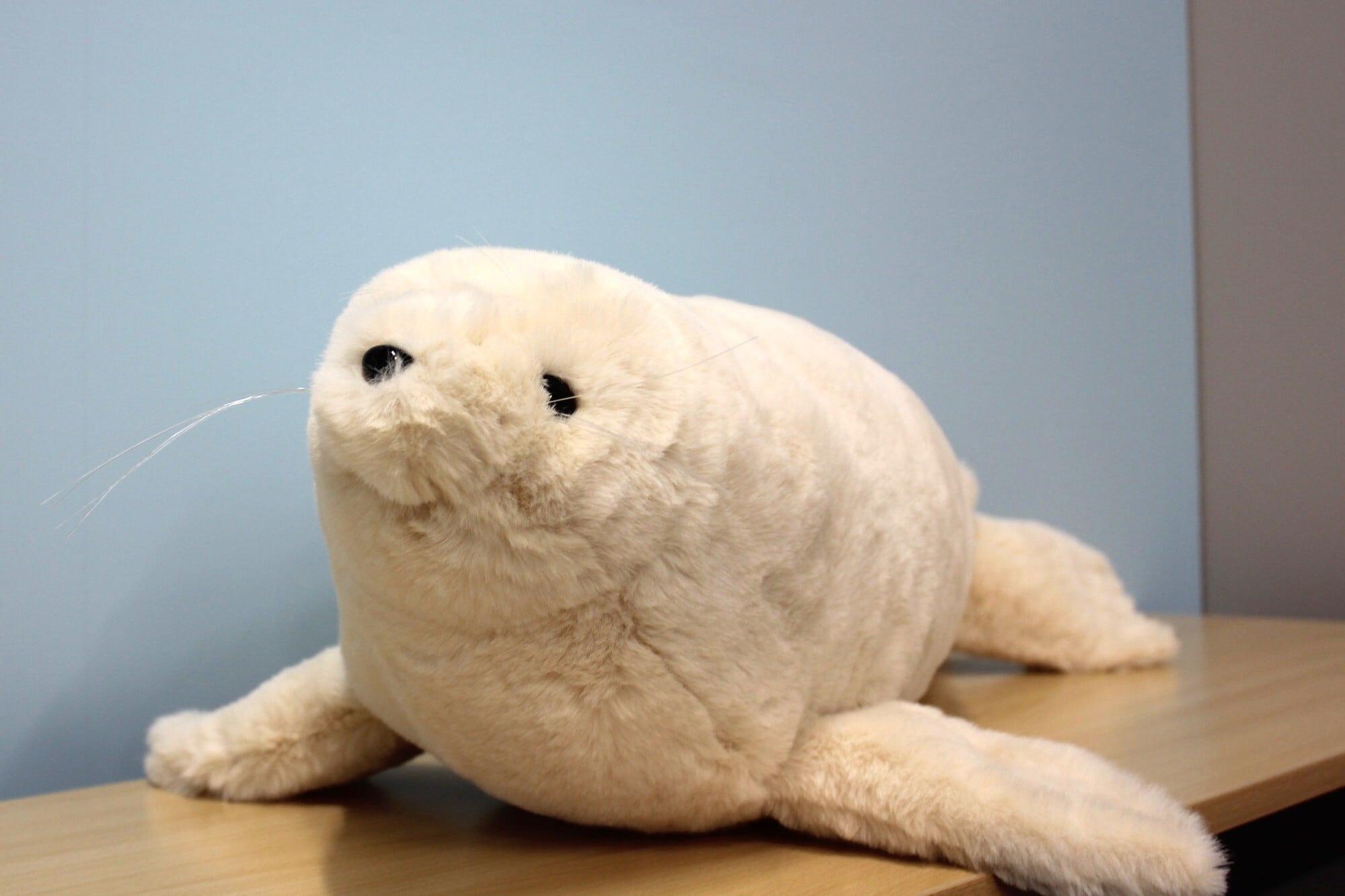 1/4以降順次発送予定）等身大ゴマフアザラシぬいぐるみ | 男鹿水族館