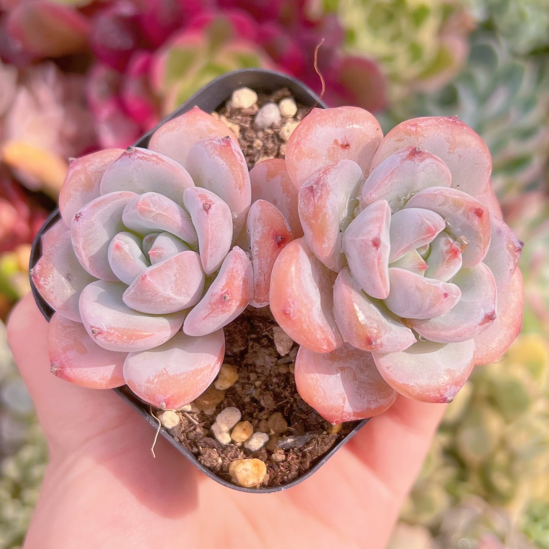 現品　星雪#B40　るる農園