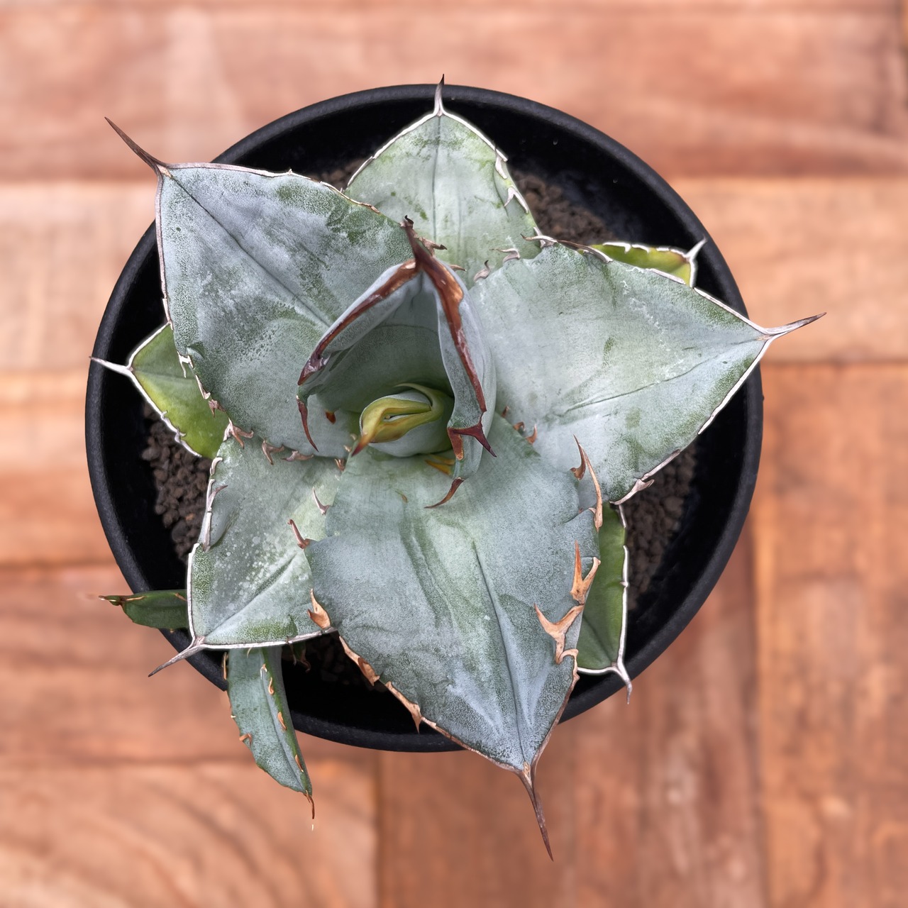 Agave oteroi【アガベ・オテロイ・実生】