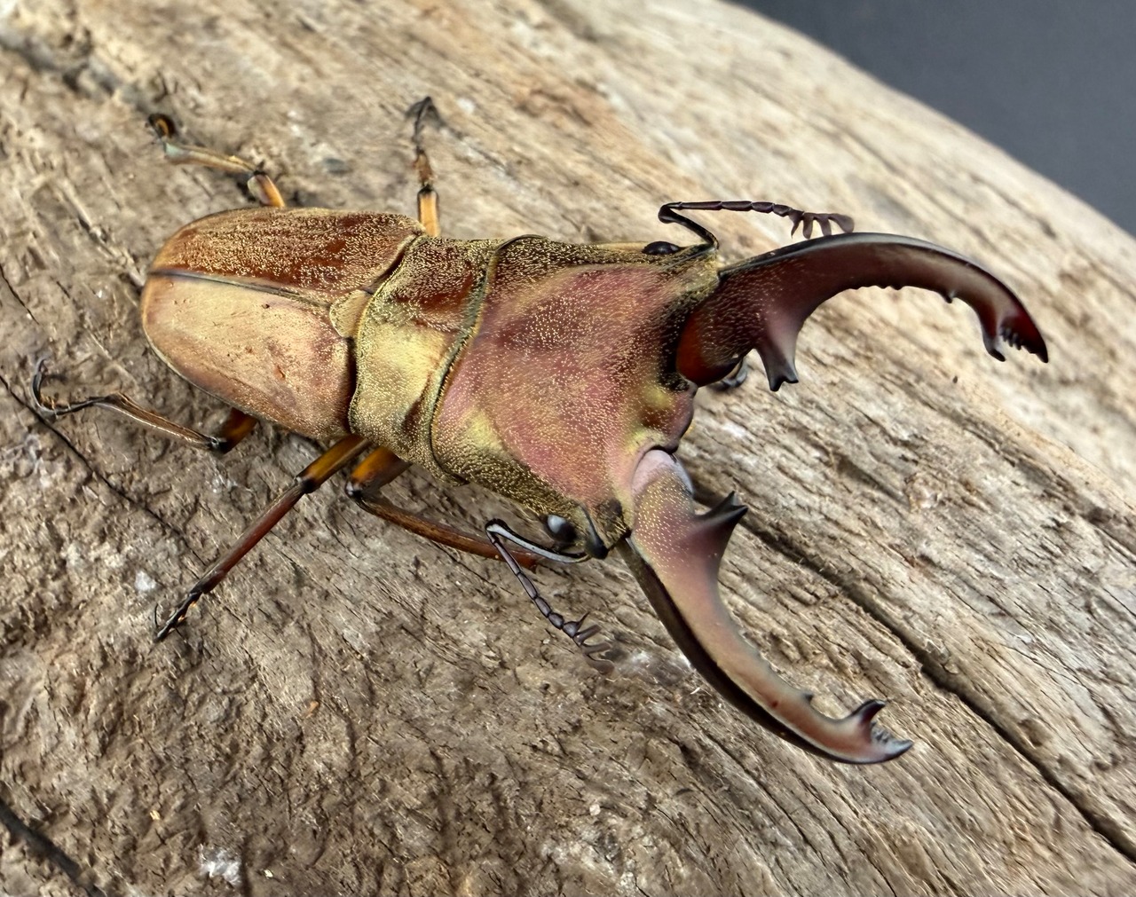 【WD】《ズベールホソアカ マラグサン産 44mm ペア》