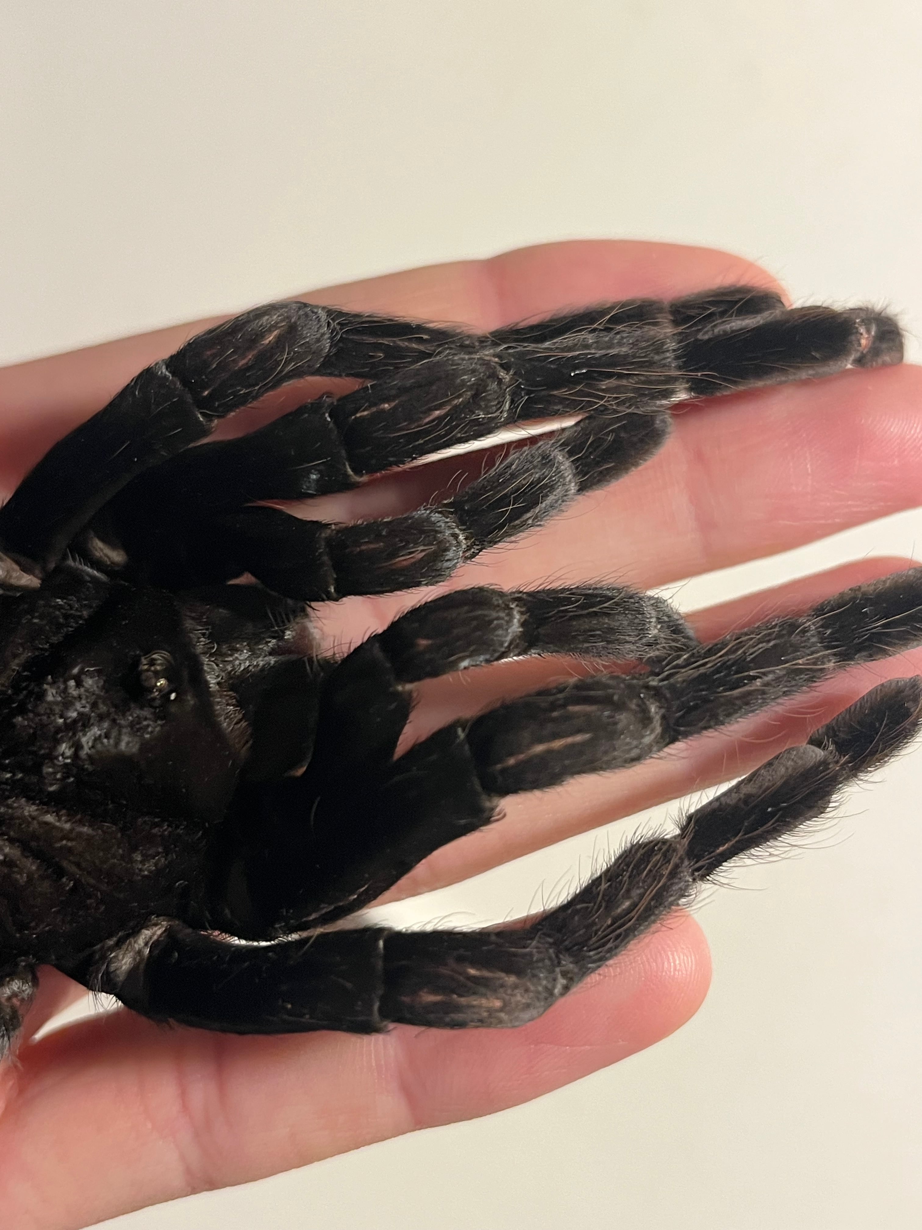 特大標本】ボリビアンスティーリーブルータランチュラ LS18cm程ムカデ